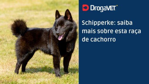 Schipperke saiba mais sobre esta raça de cachorroo