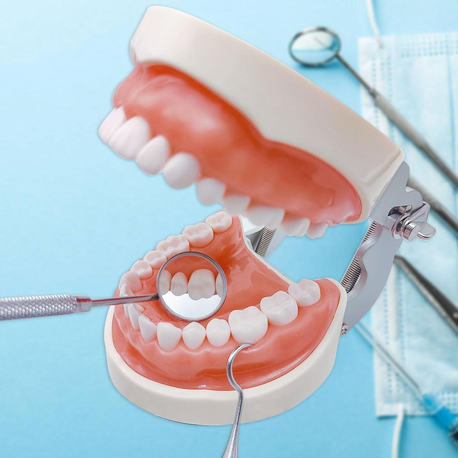 Typodont Dental Windplusya con 32 Dientes Removibles