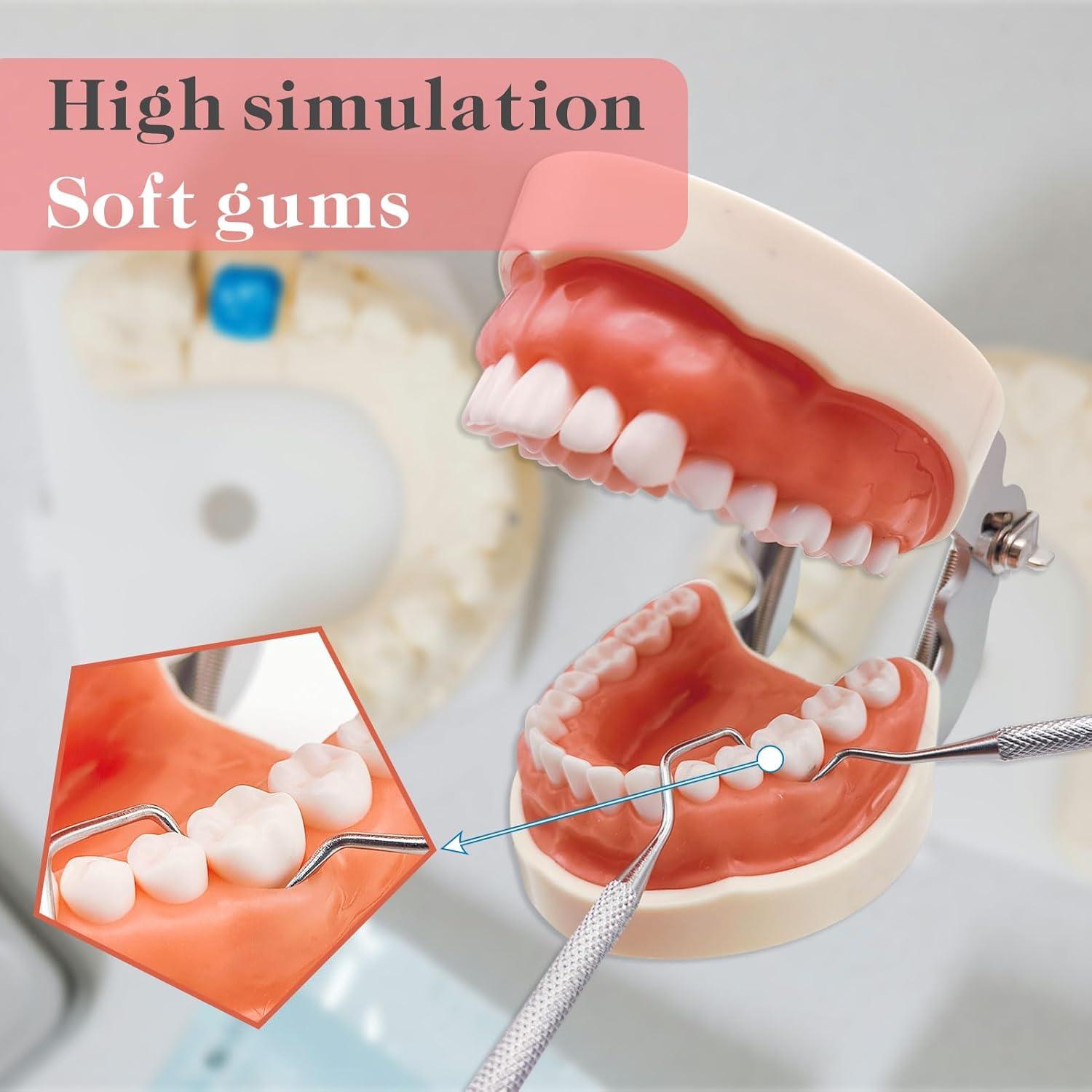 Typodont Dental Windplusya con 32 Dientes Removibles