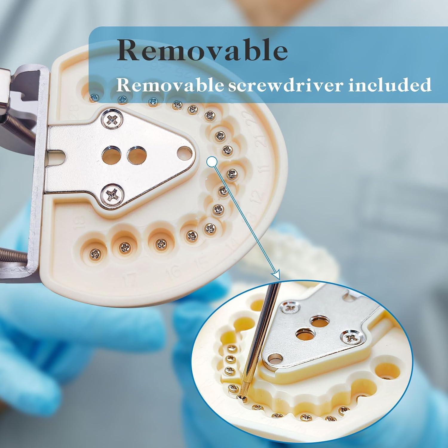 Typodont Dental Windplusya con 32 Dientes Removibles