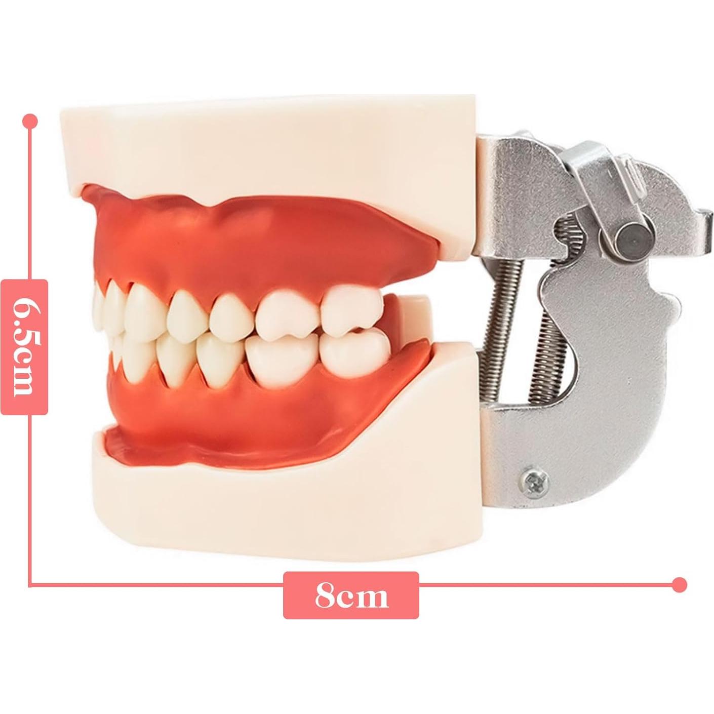 Typodont Dental Windplusya con 32 Dientes Removibles