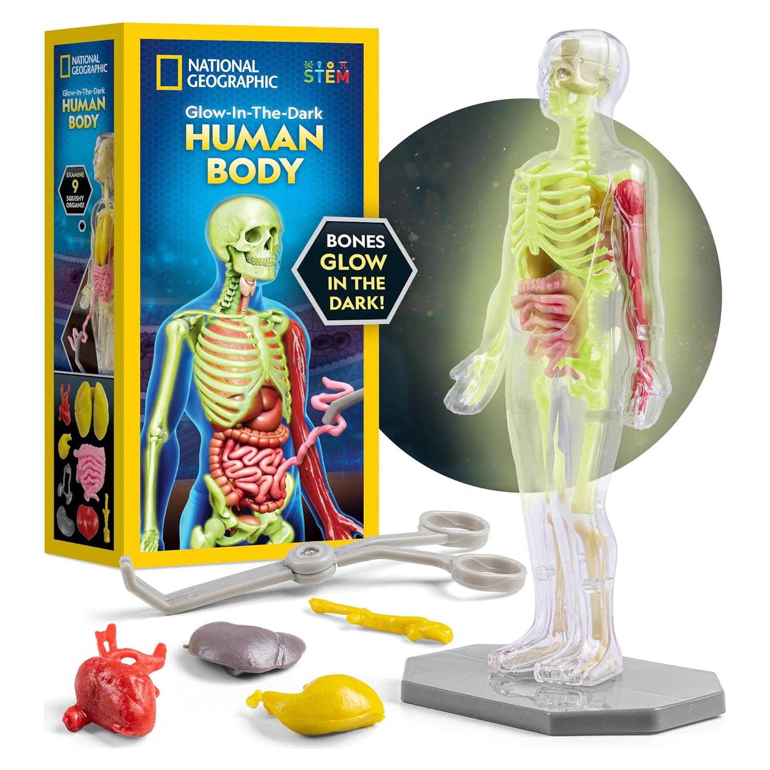 Modelo del Cuerpo Humano National Geographic 32 Piezas