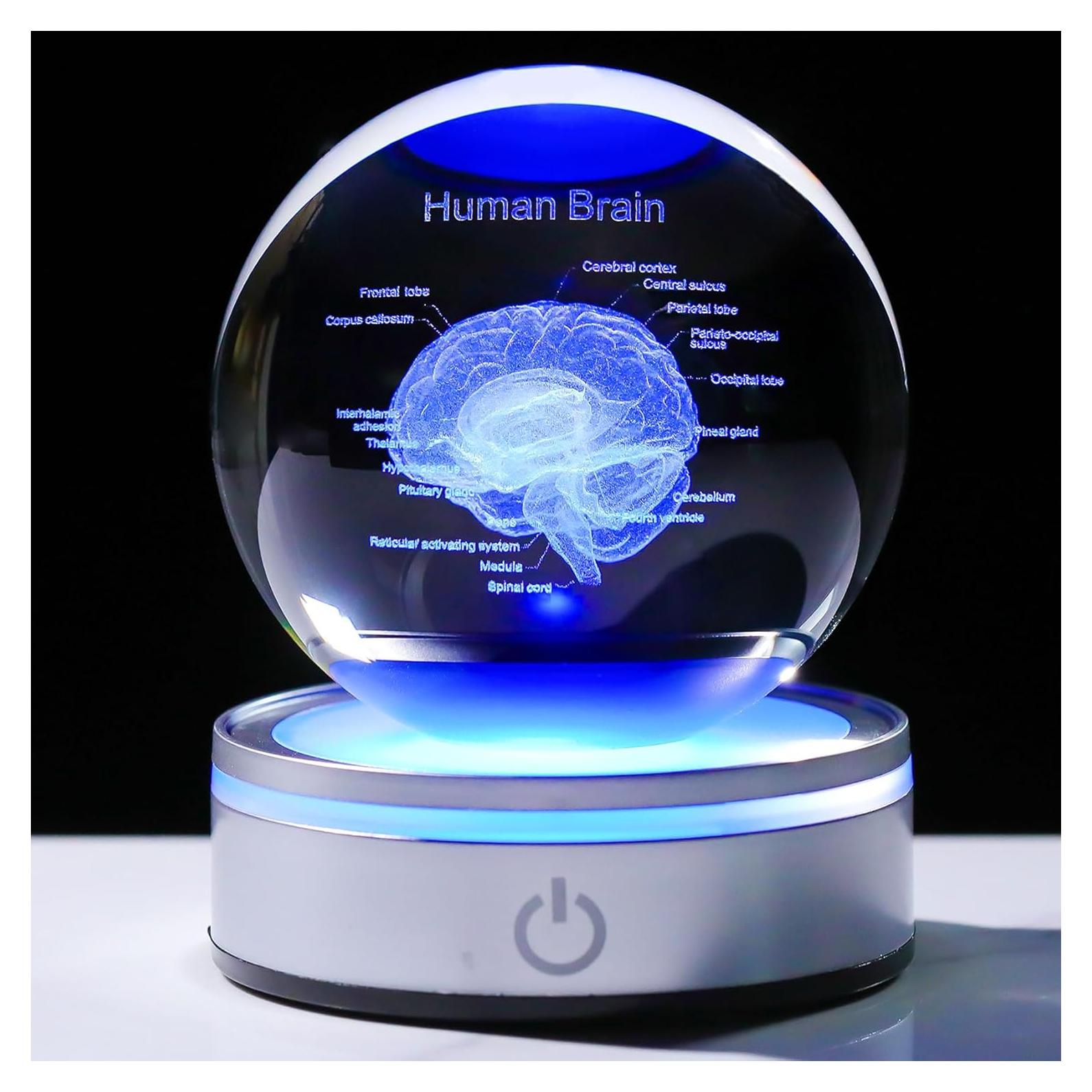 Modelo Anatómico del Cerebro Humano Enjinkail 3D LED 80mm