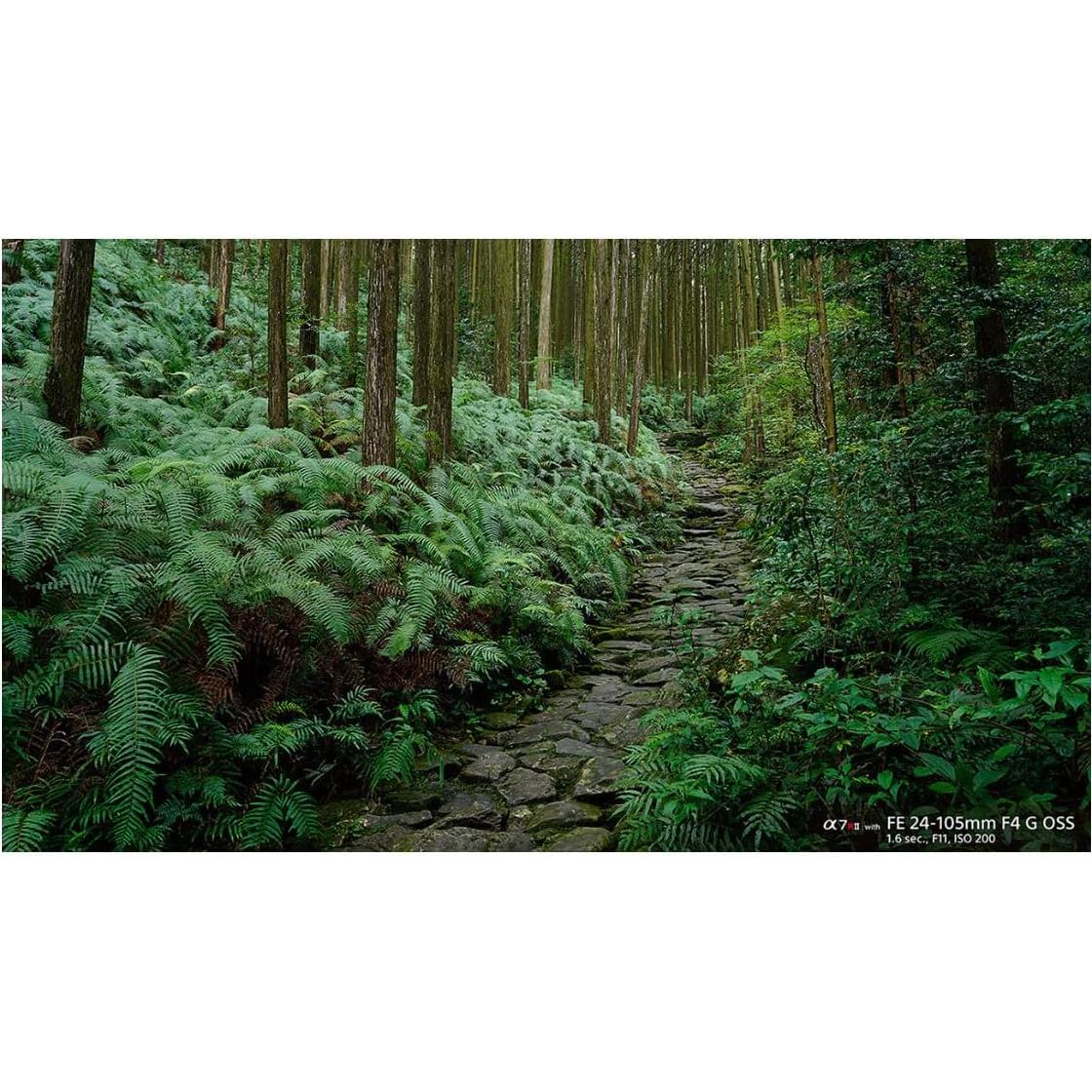 Lente Zoom Estándar Sony FE 24-105mm F4 G OSS