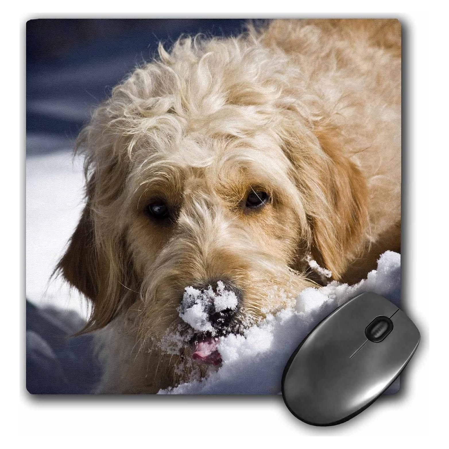 Alfombrilla de Ratón 3dRose Goldendoodle 20x20 cm