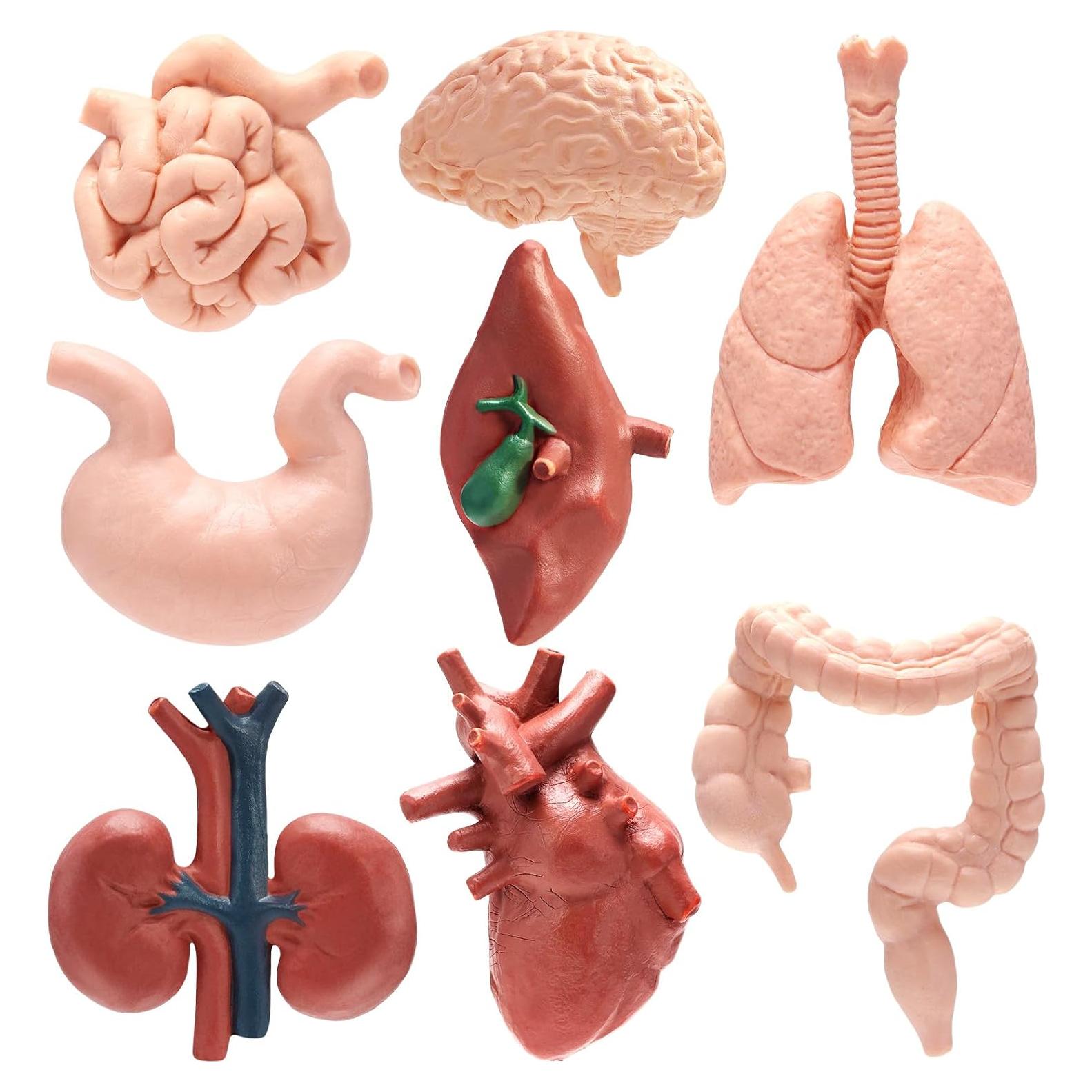Modelo de Cuerpo Humano 3D 8 Piezas VICROIC para Estudio