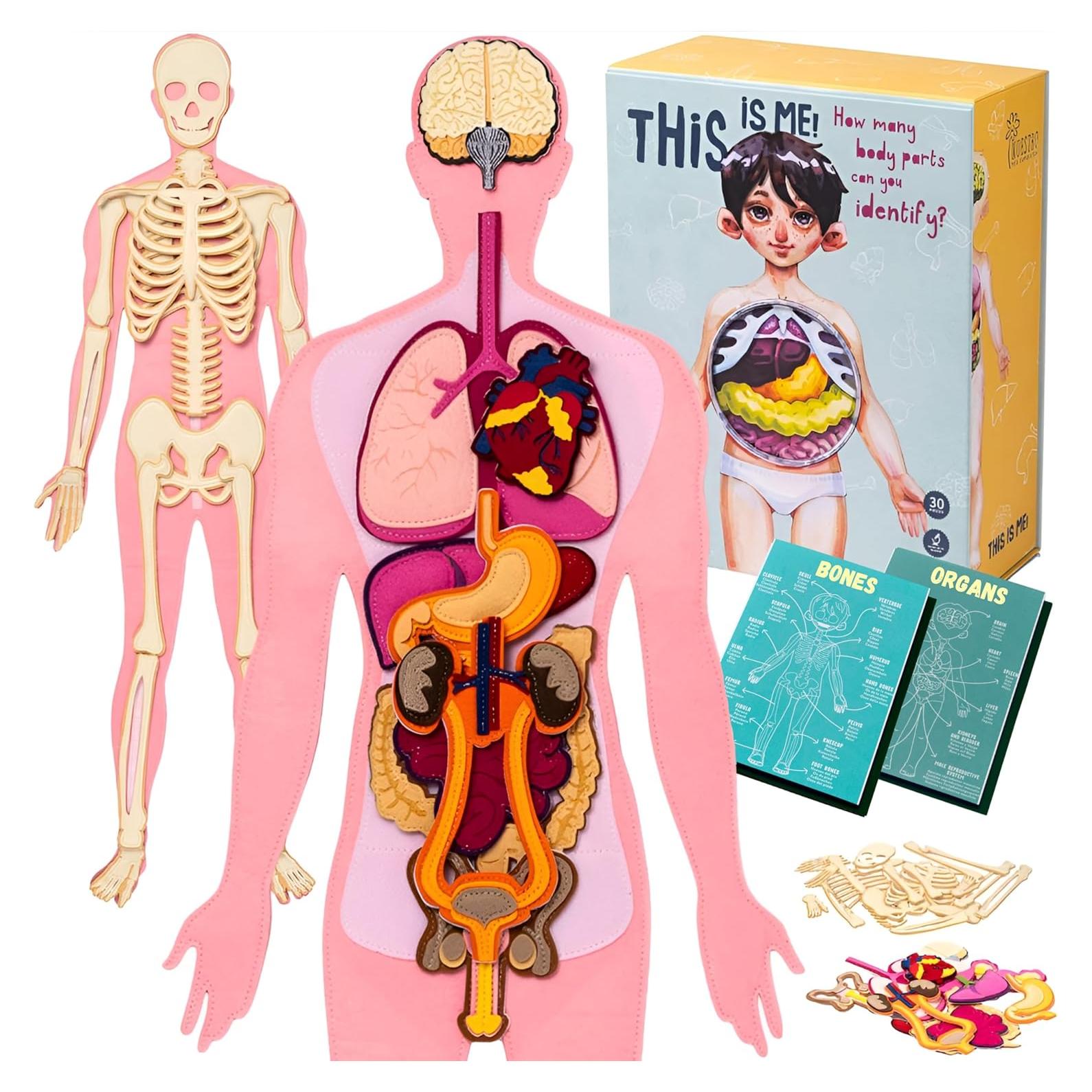 Modelo de Anatomía Humana Hebei 90.2 cm 30 Piezas Educativo