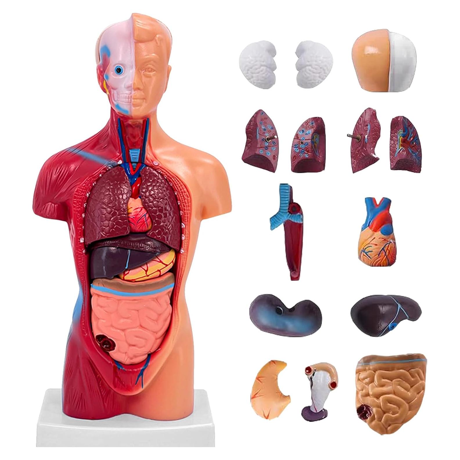 Modelo de Cuerpo Humano 27.94 cm 15 Partes Desmontables Ceonam