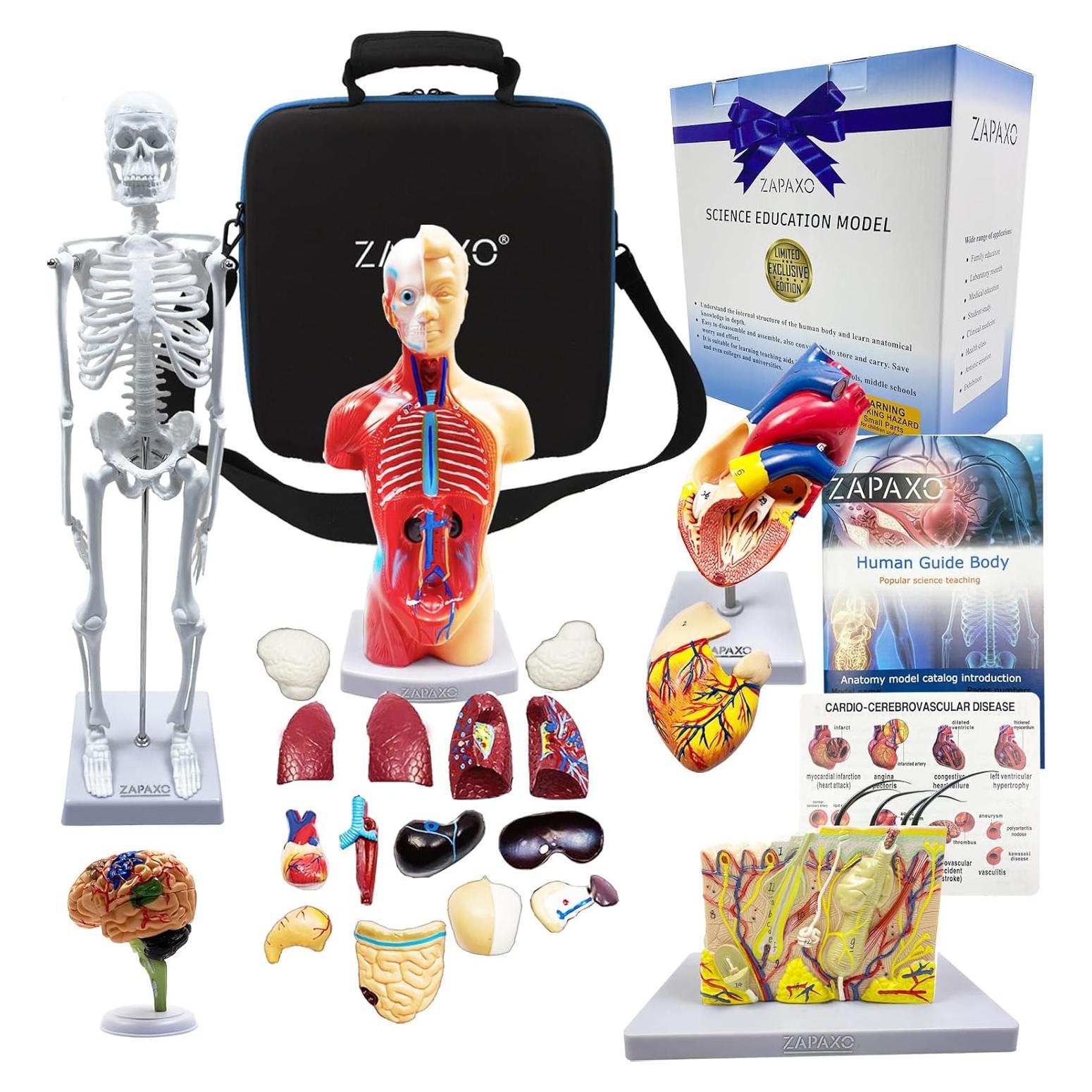 Juego de Modelos de Anatomía Humana ZAPAXO 5 en 1 con Bolsa