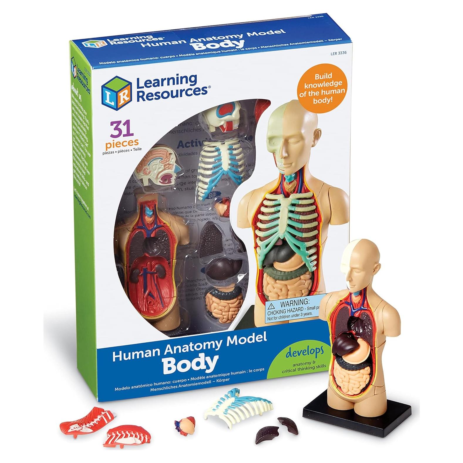 Modelo 3D del Cuerpo Humano Learning Resources, 31 Piezas