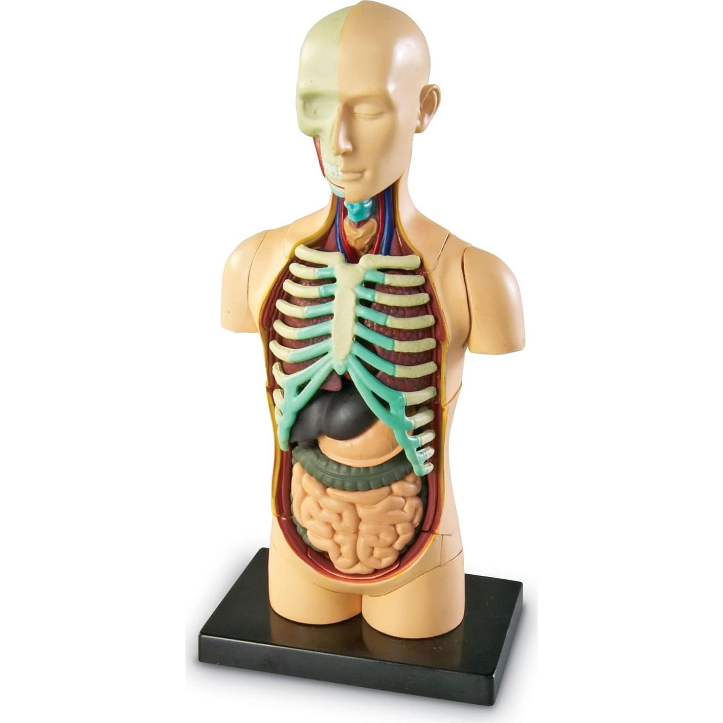 Modelo 3D del Cuerpo Humano Learning Resources, 31 Piezas
