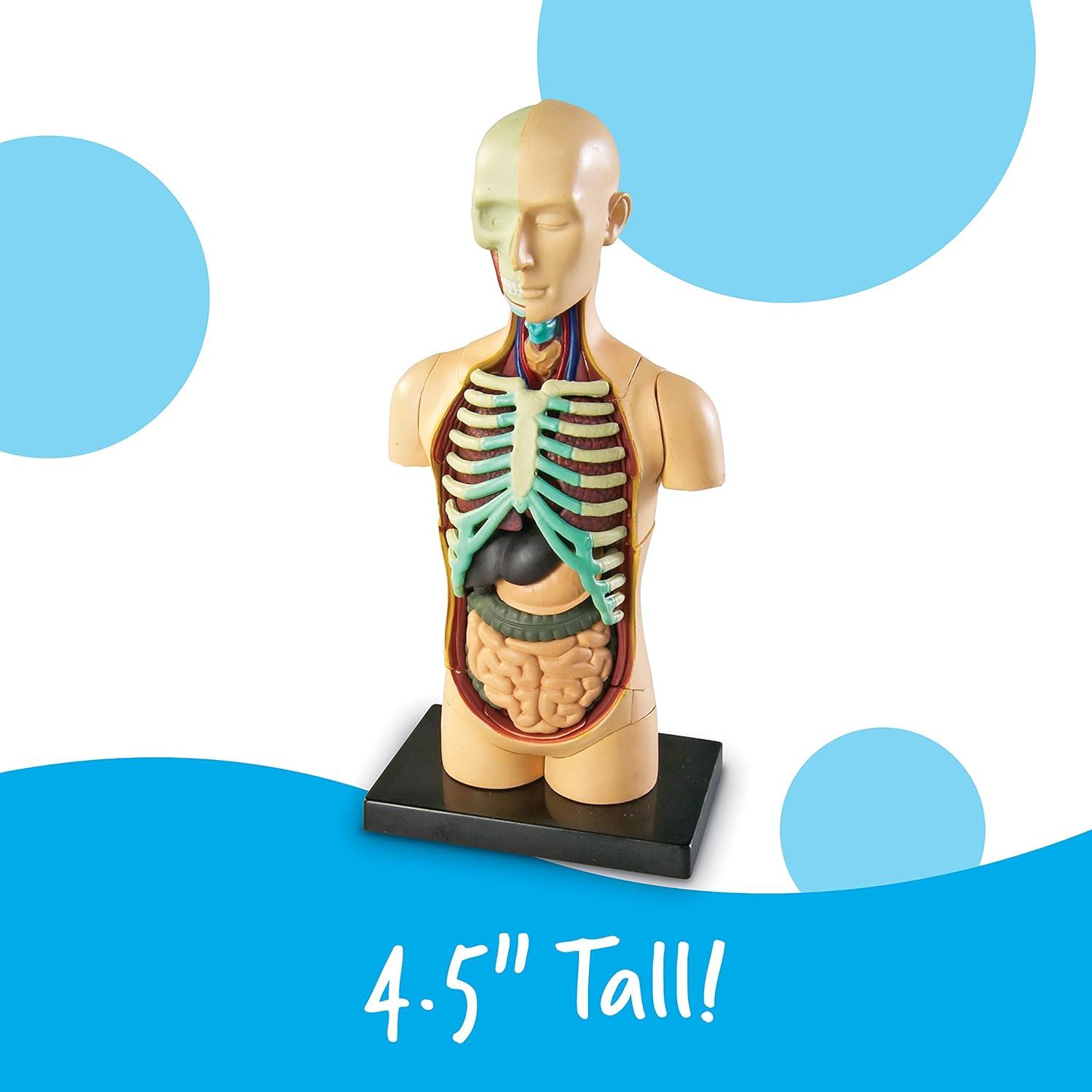 Modelo 3D del Cuerpo Humano Learning Resources, 31 Piezas