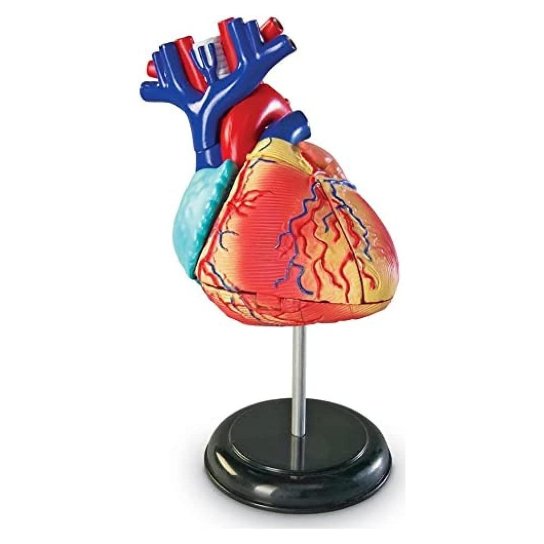 Modelo de Corazón Humano Learning Resources 29 Piezas 12.7cm