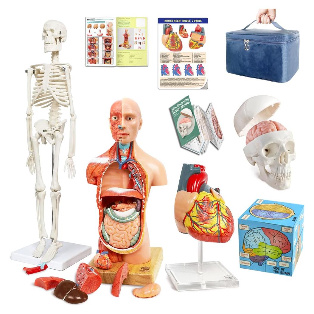 Conjunto de Modelos de Anatomía Humana EVOTECH 5 Piezas