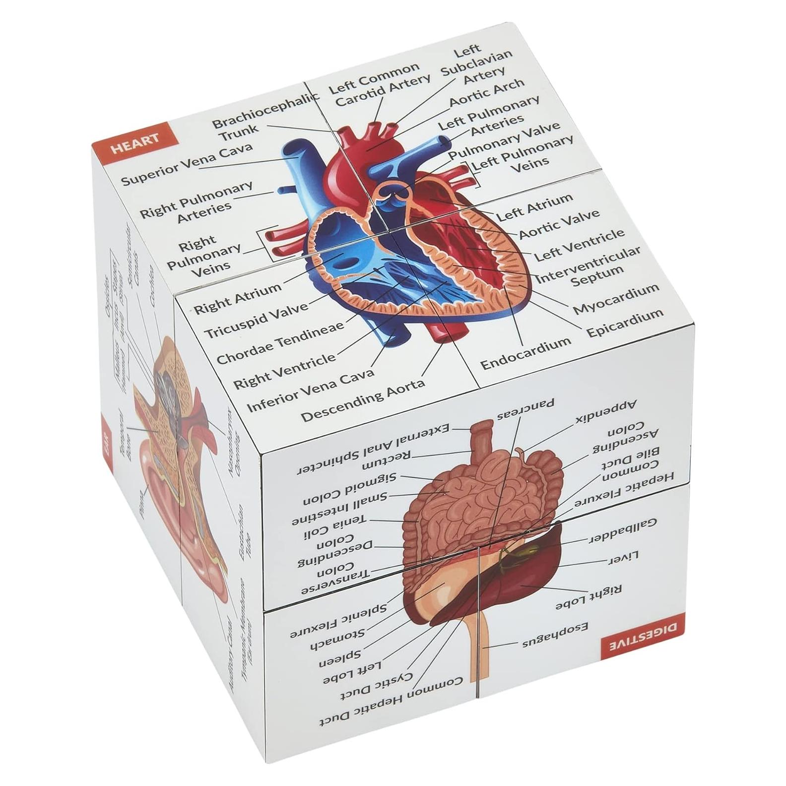 Cubo de Estudio de Anatomía Humana Kits de Medicina 7x7cm