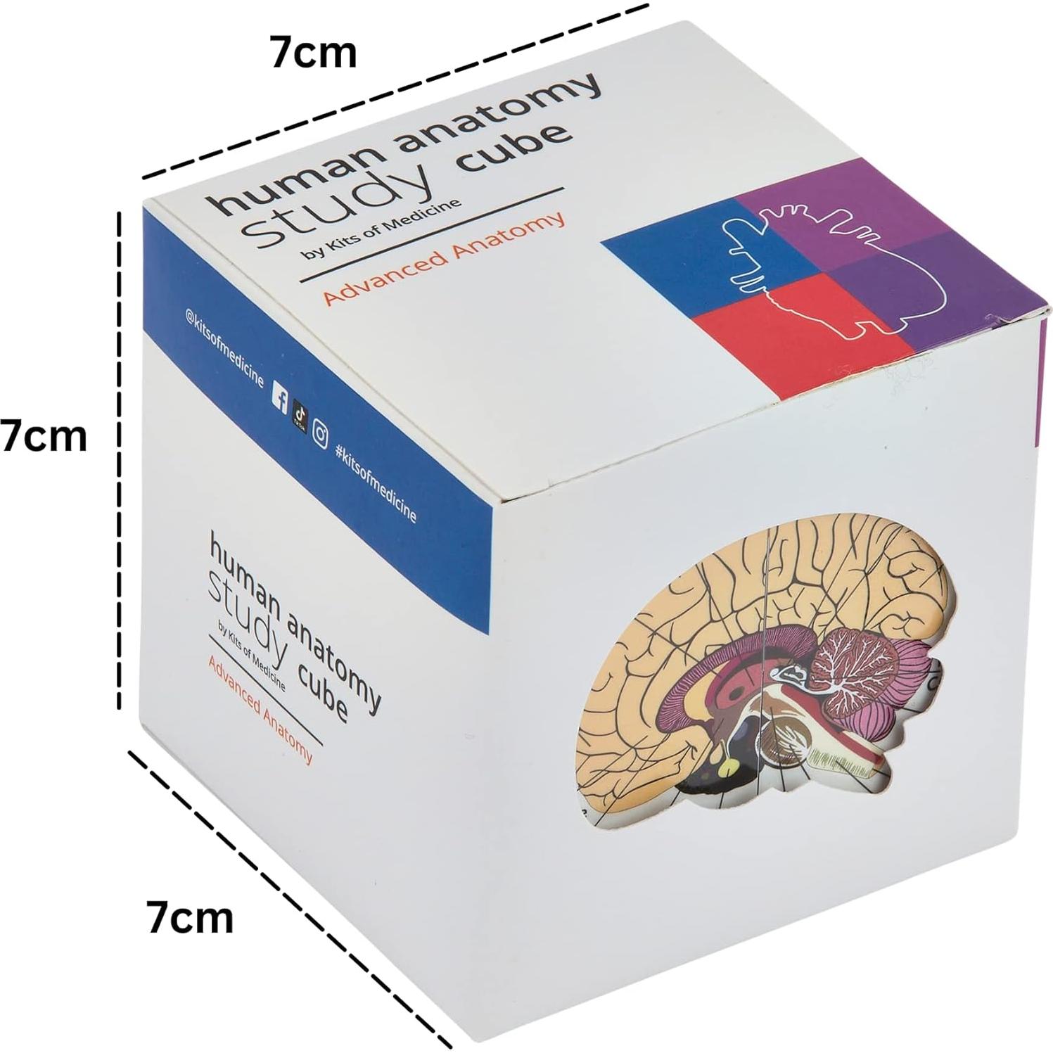 Cubo de Estudio de Anatomía Humana Kits de Medicina 7x7cm
