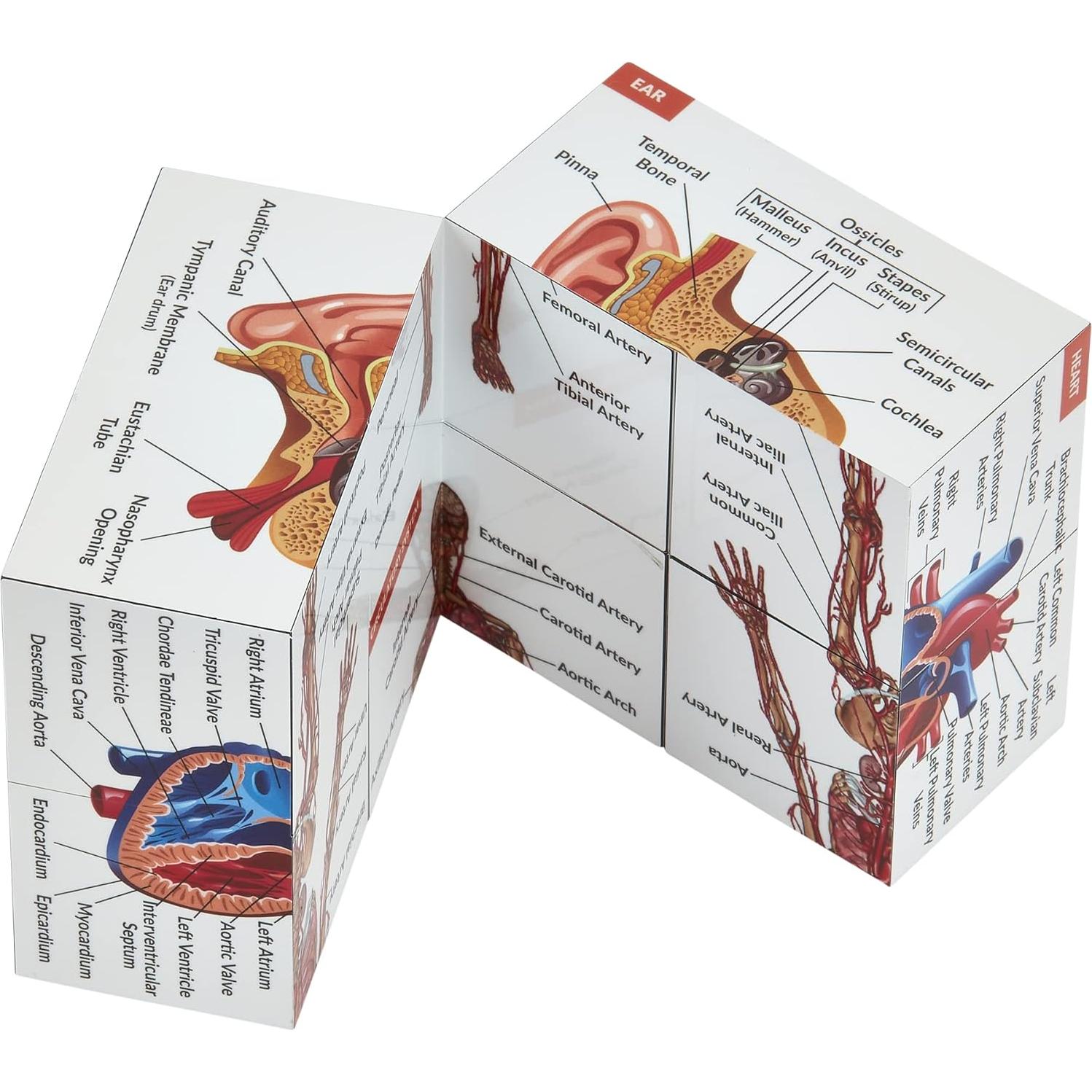 Cubo de Estudio de Anatomía Humana Kits de Medicina 7x7cm