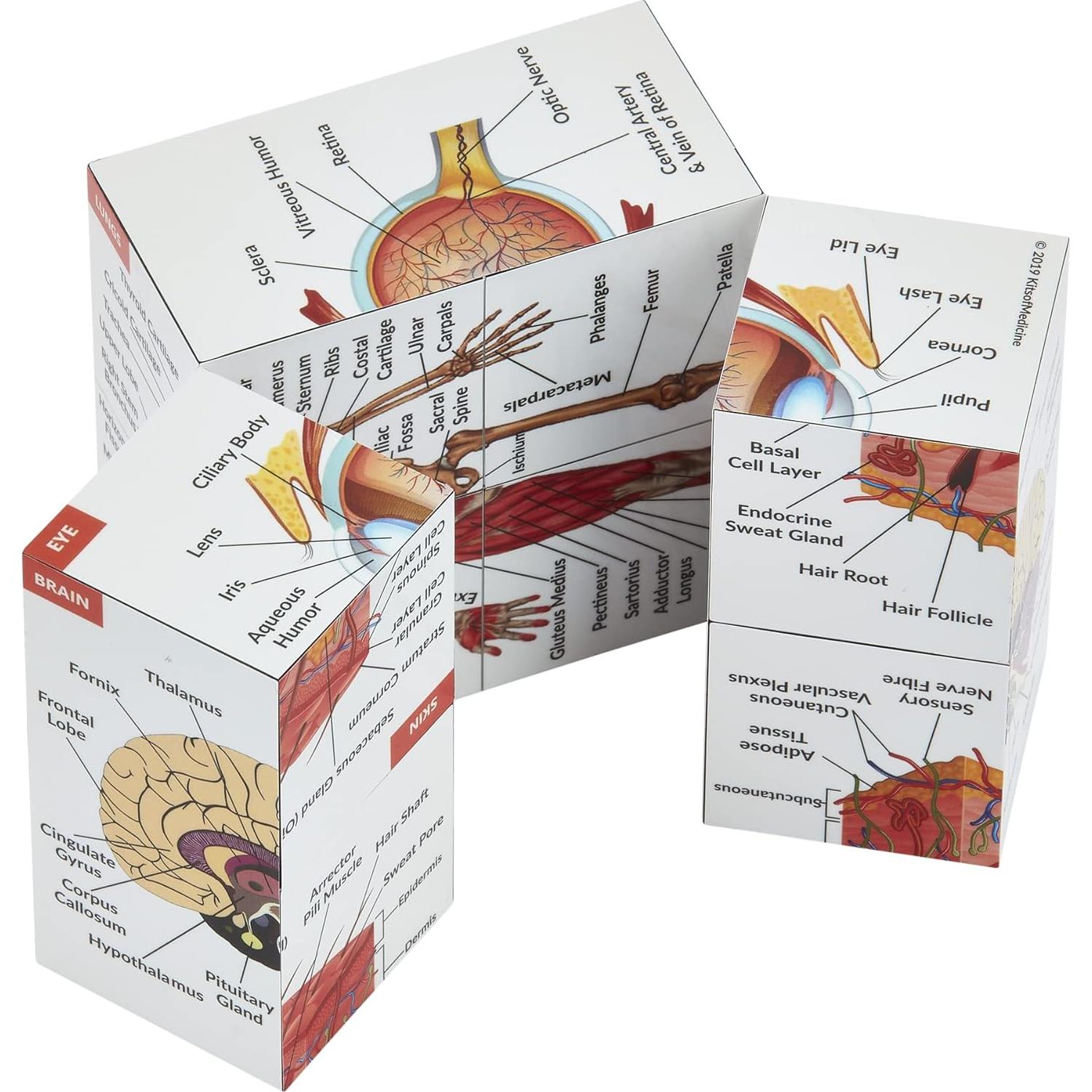 Cubo de Estudio de Anatomía Humana Kits de Medicina 7x7cm