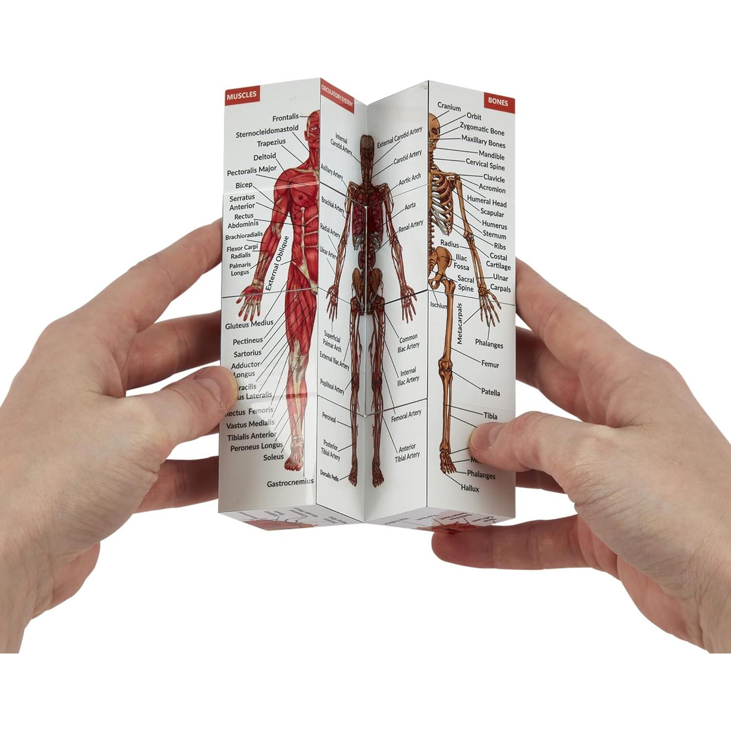 Cubo de Estudio de Anatomía Humana Kits de Medicina 7x7cm