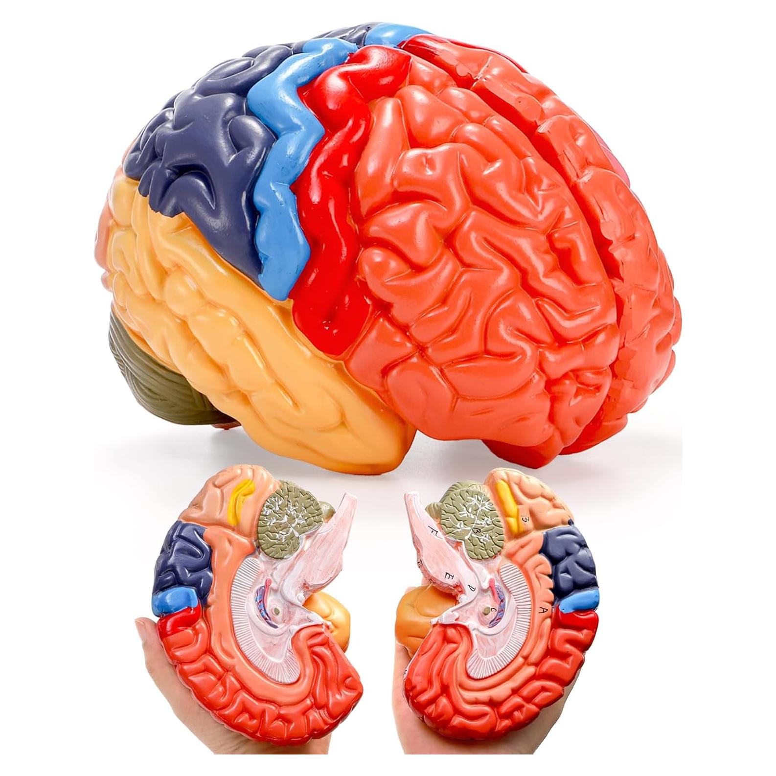 Modelo Anatómico del Cerebro Humano ZENFUN 1:1 PVC 2 Partes