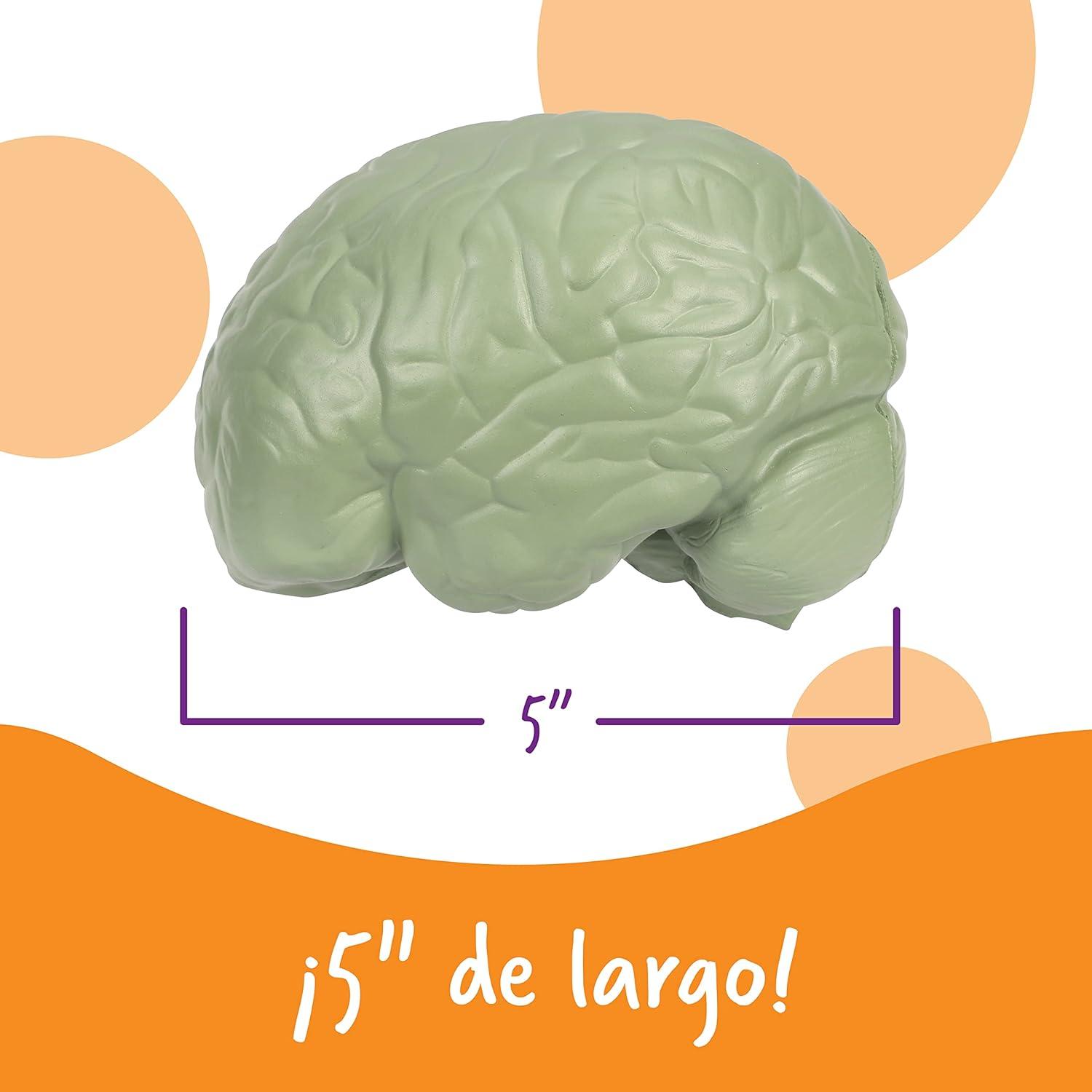 Modelo de Cerebro en Sección Transversal Learning Resources 12.7 cm