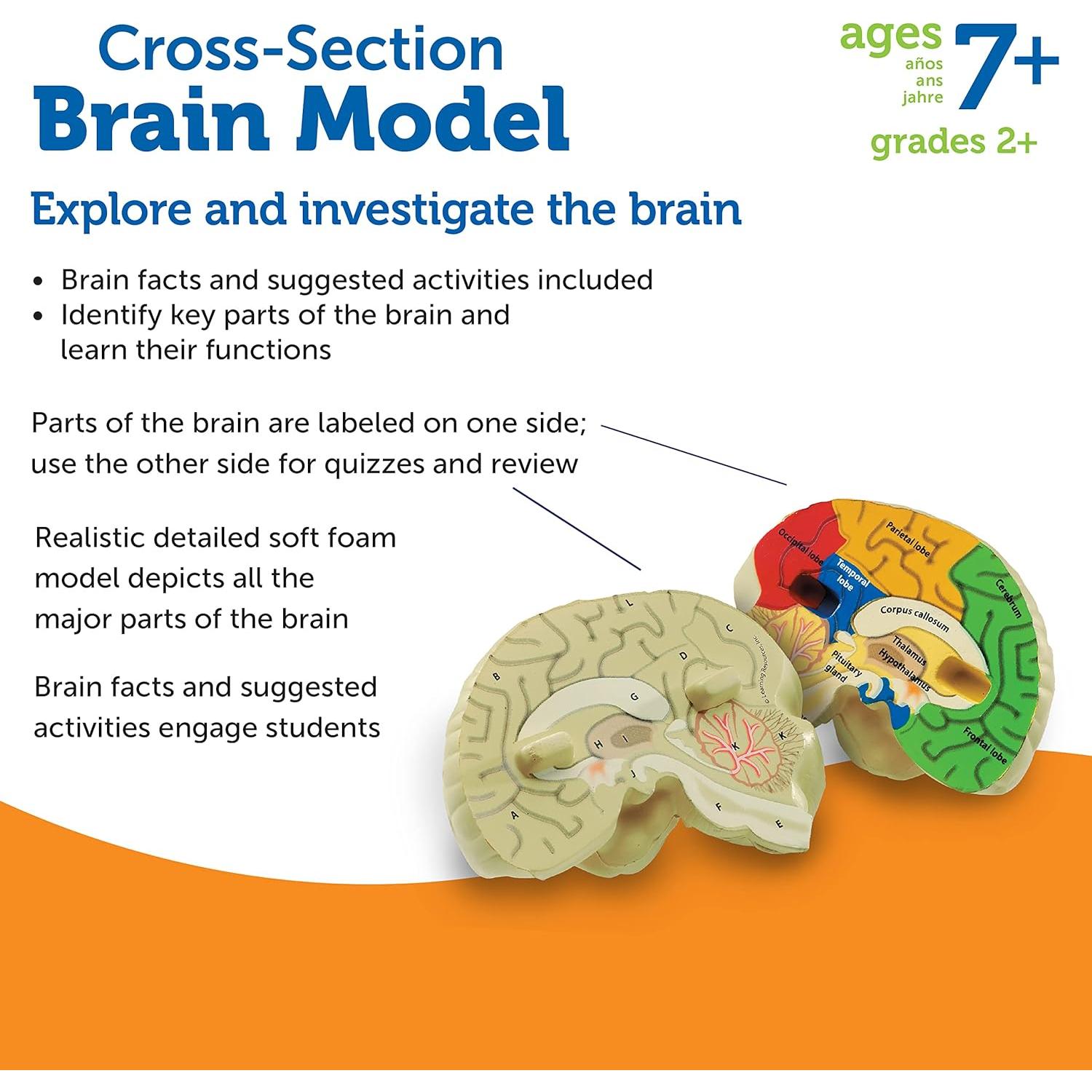 Modelo de Cerebro en Sección Transversal Learning Resources 12.7 cm