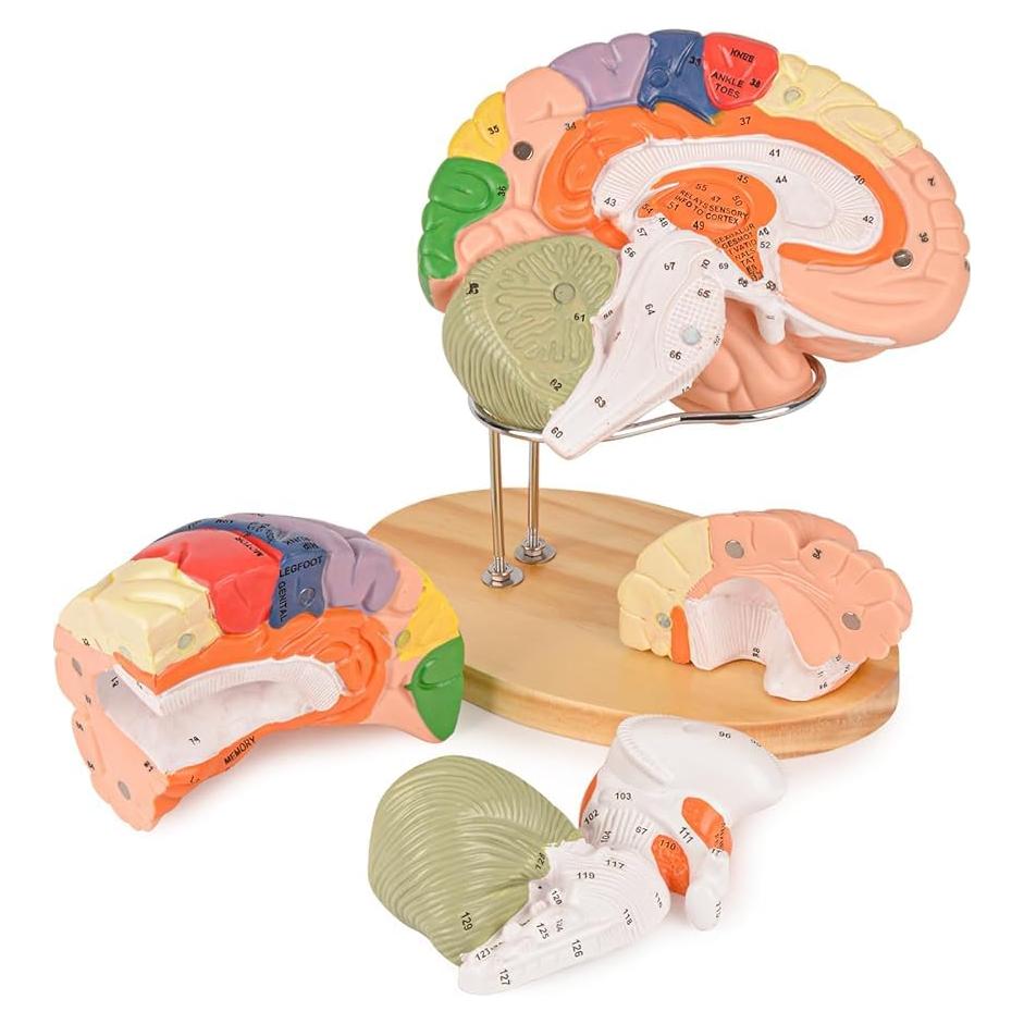 Modelo de Cerebro Humano Ultrassist 4 Secciones Desmontables
