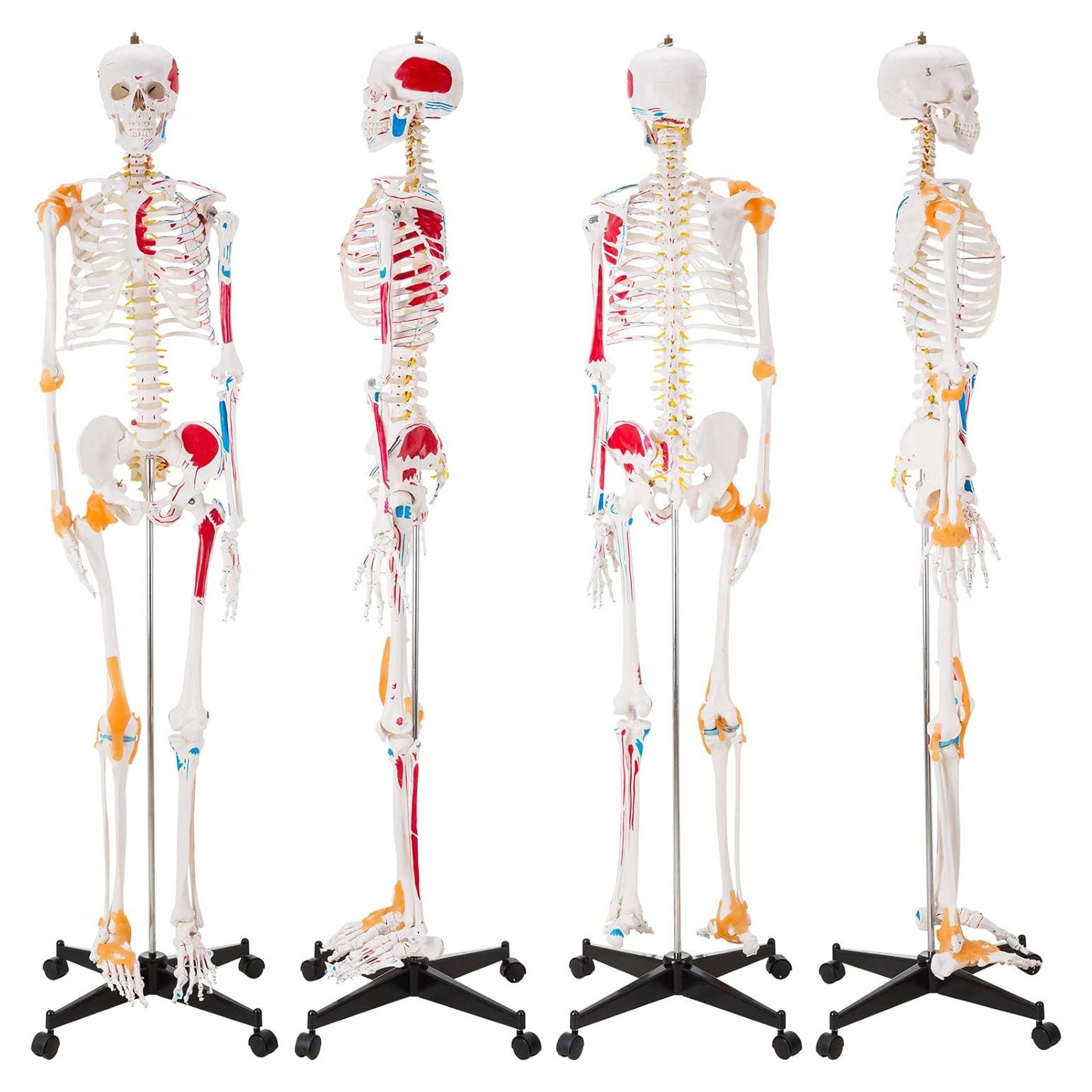 Modelo de Esqueleto Humano Ultrassist 180 cm con Nervios y Ligamentos