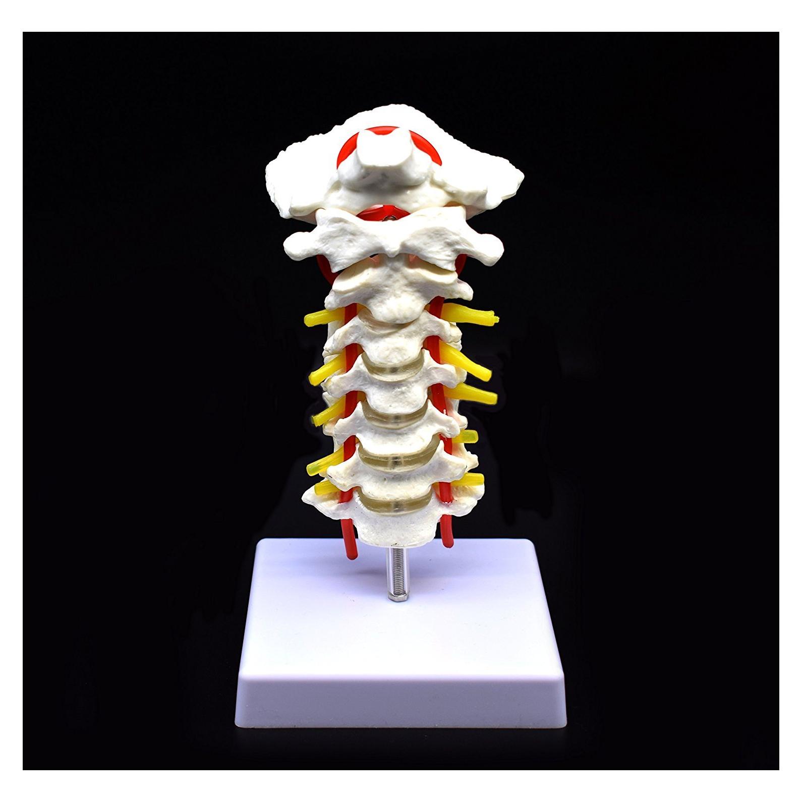 Modelo Anatómico Cervical XINDAM a Tamaño Real PVC