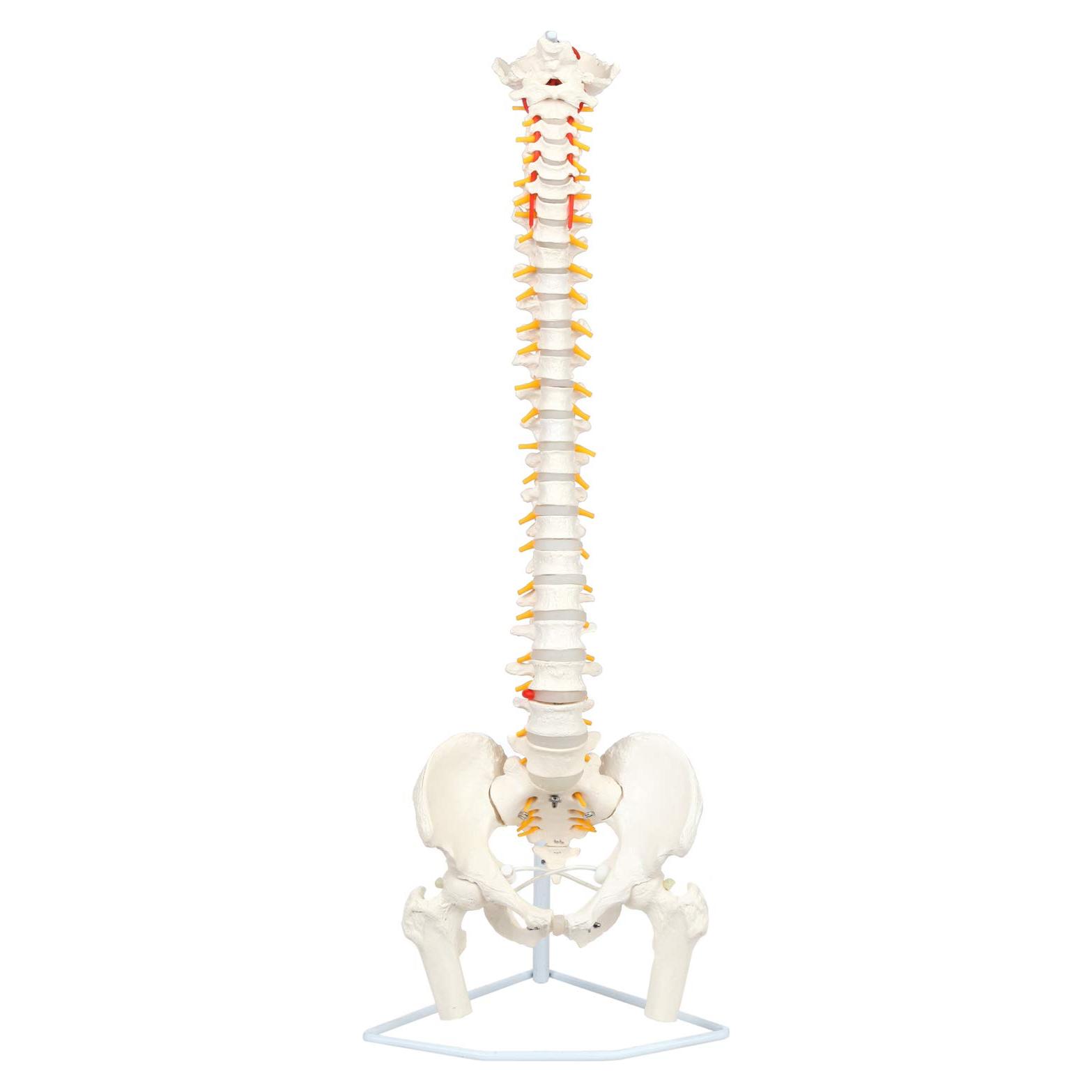 Modelo de Columna Vertebral Flexible Axis Scientific 78.7cm