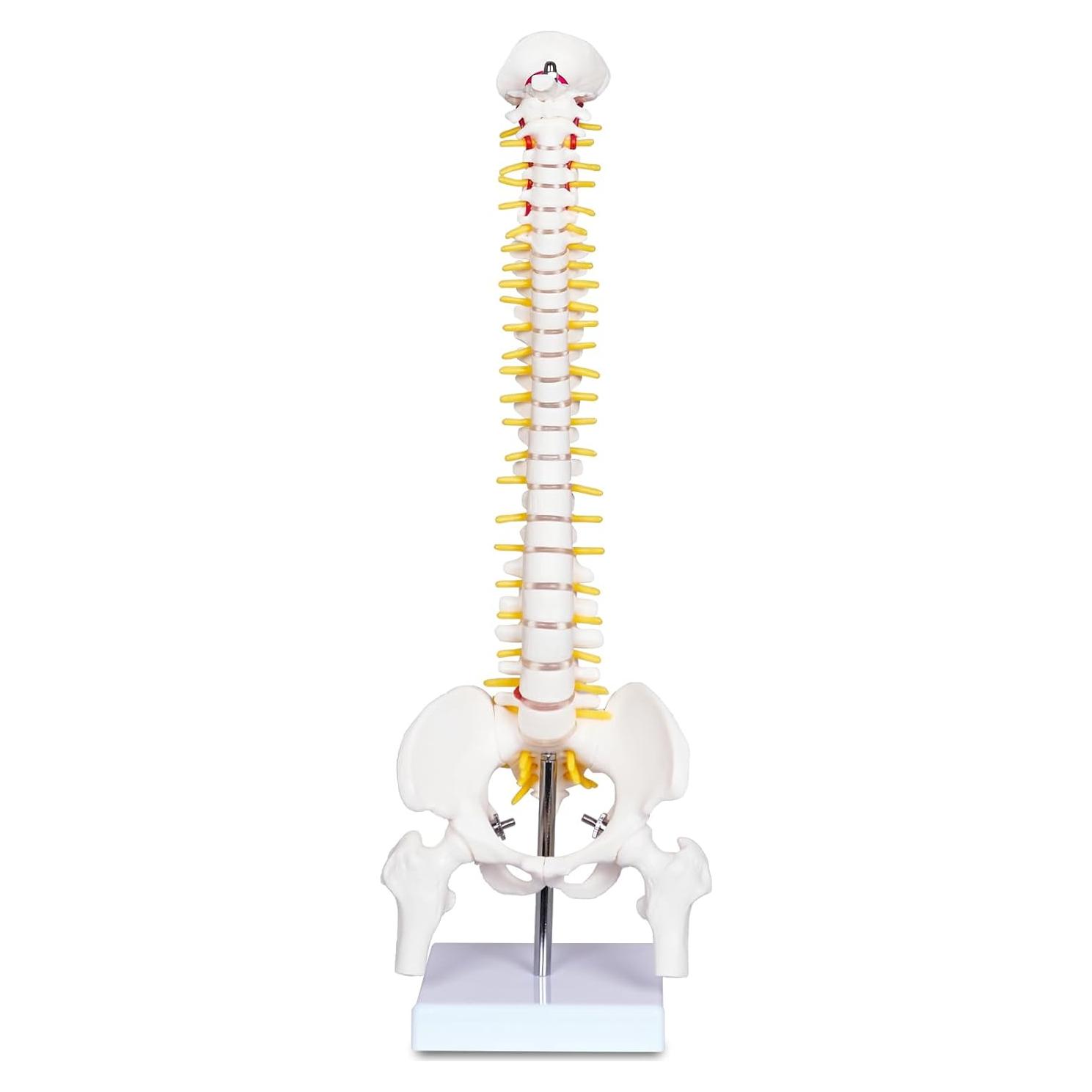 Modelo Mini Columna Vertebral Humana Breesky 43 cm con Soporte