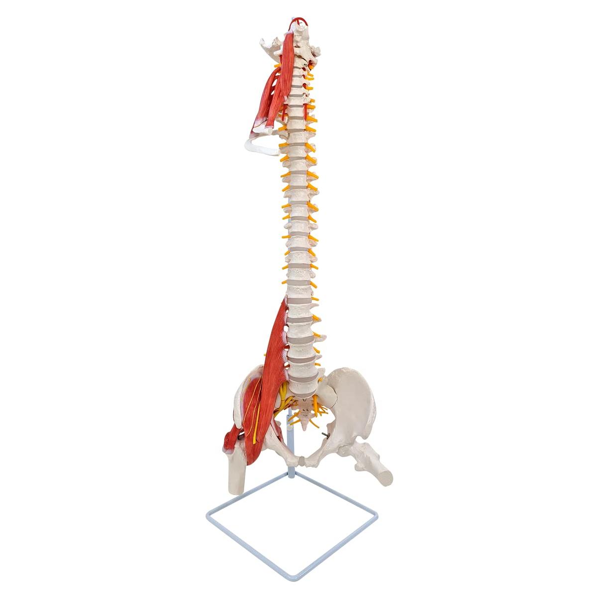 Modelo de Anatomía Columna Vertebral Humana Axis Scientific 87.6cm