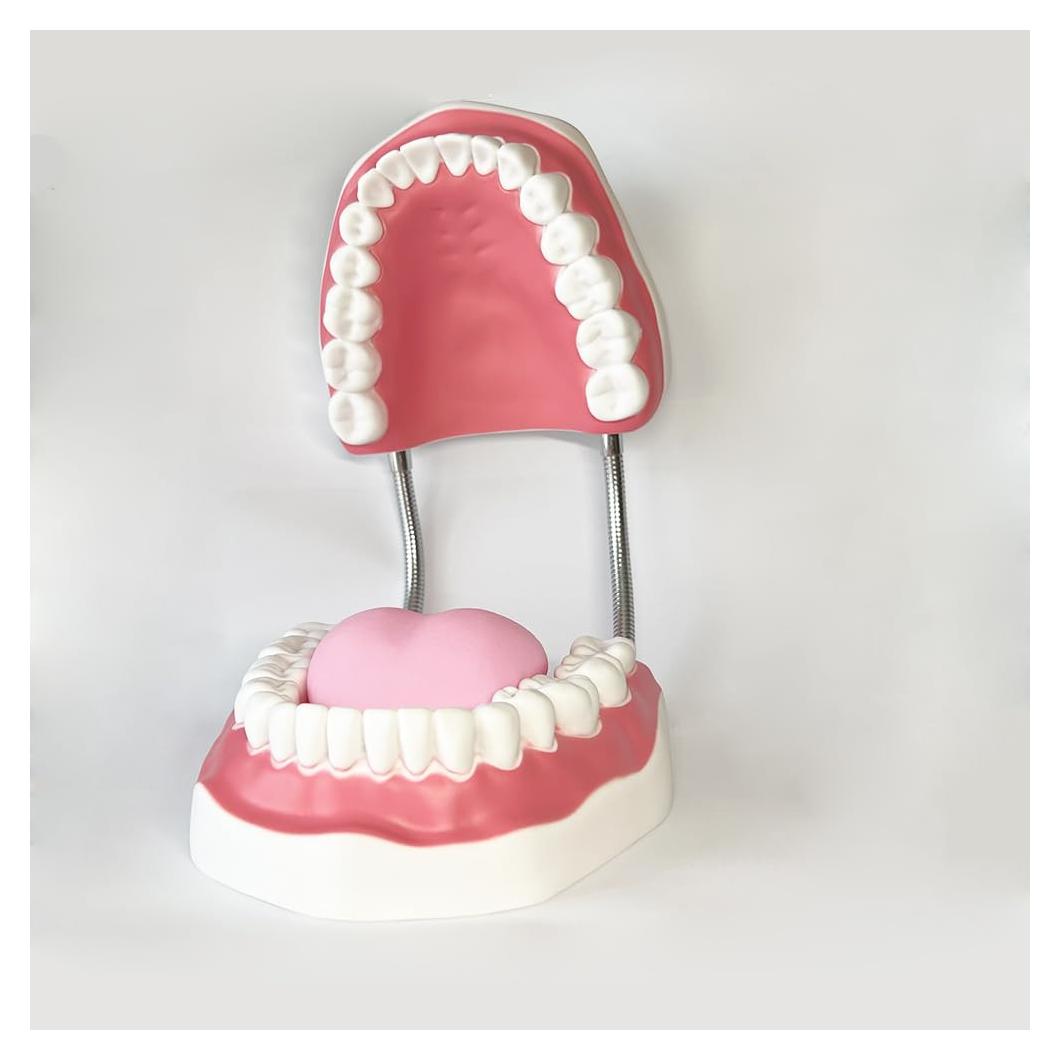 Modelo Dental TDOU-TB6 Boca Completa 16x15x12cm PVC