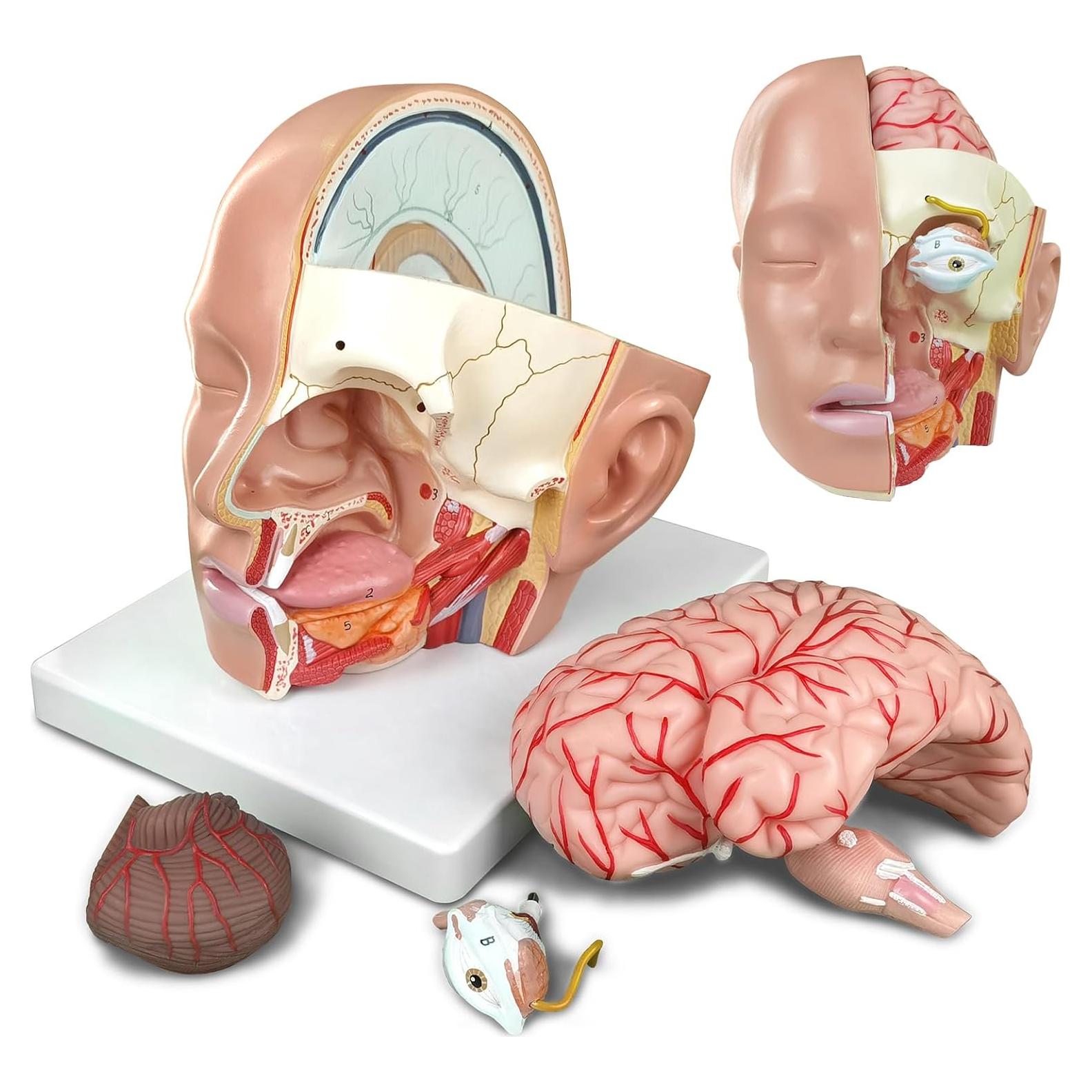 Modelo Anatómico de Cabeza Educativa HADWYN 2025 - Cerebro y Arterias