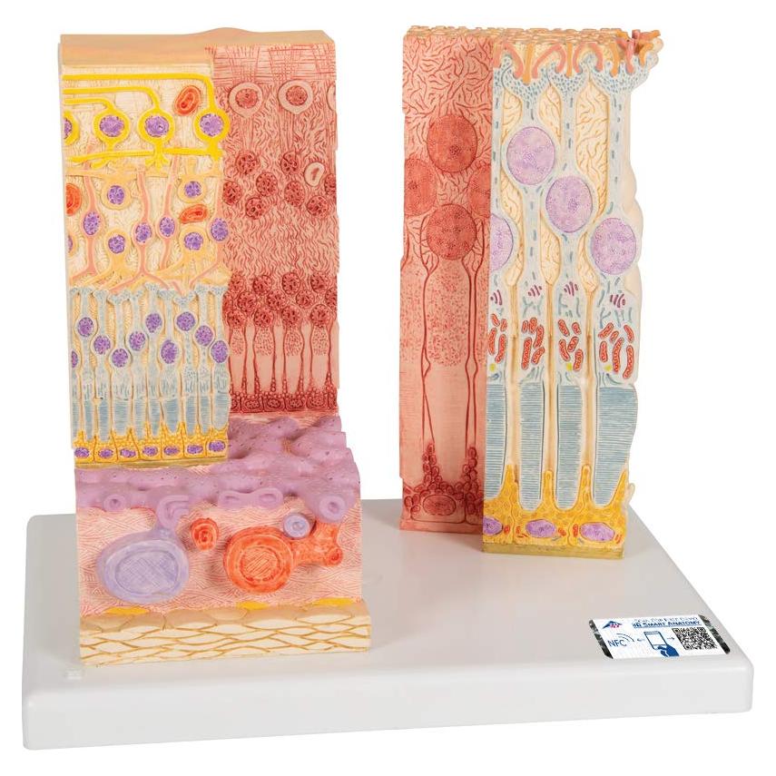 Modelo MICROanatomía Ocular 3B Scientific F16 - Retina 850x y 3800x