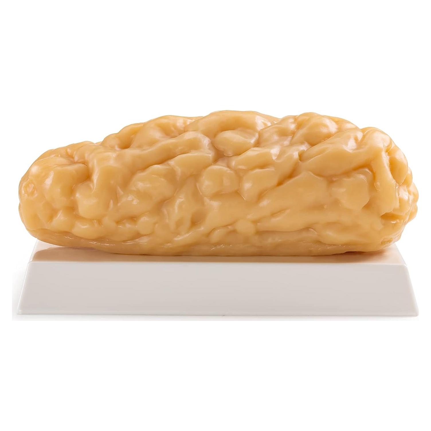 Modelo de Grasa Corporal Humana Ultrassist 1.13 kg para Estudiantes