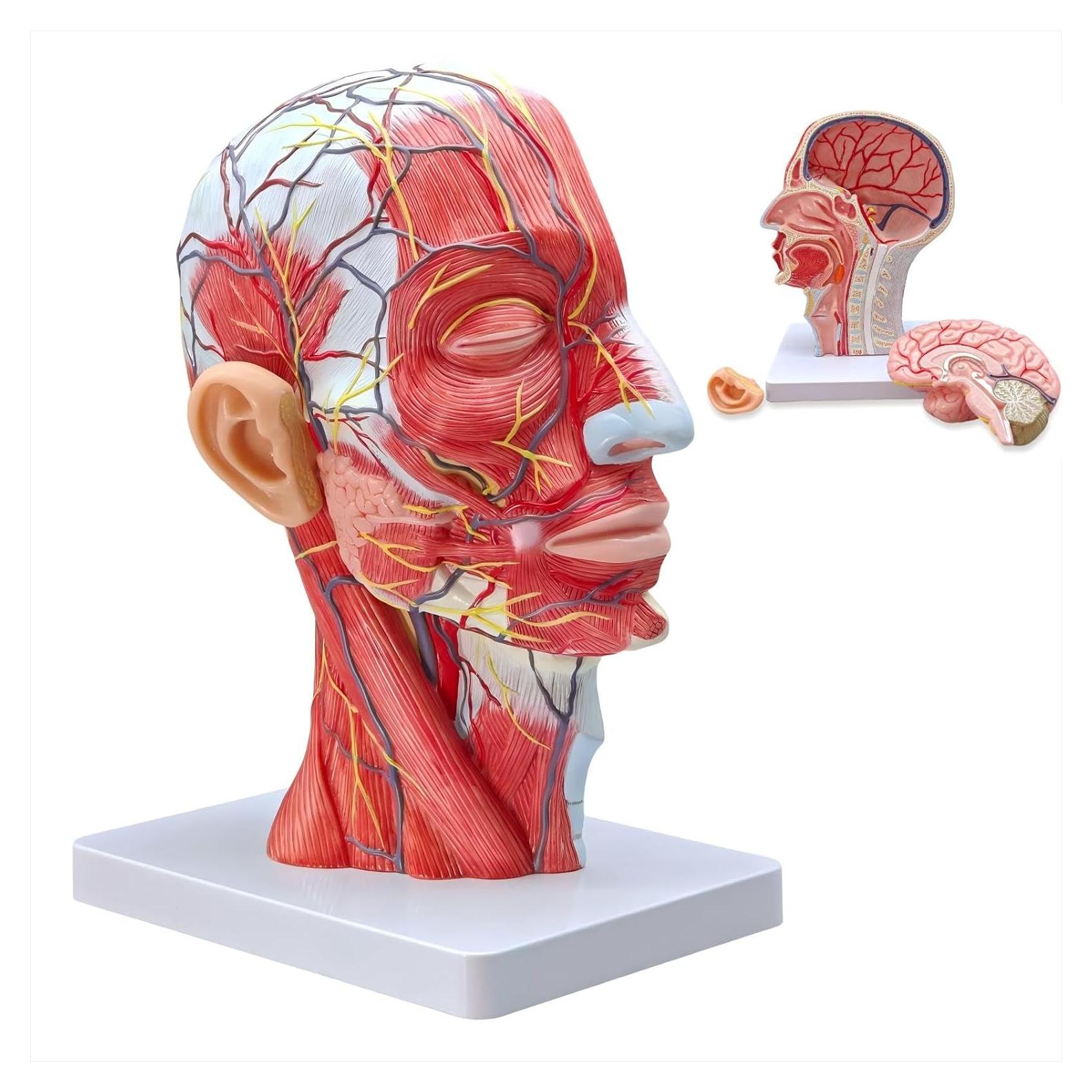 Modelo de Cabeza Humana Realista Merinden con Cerebro Removible