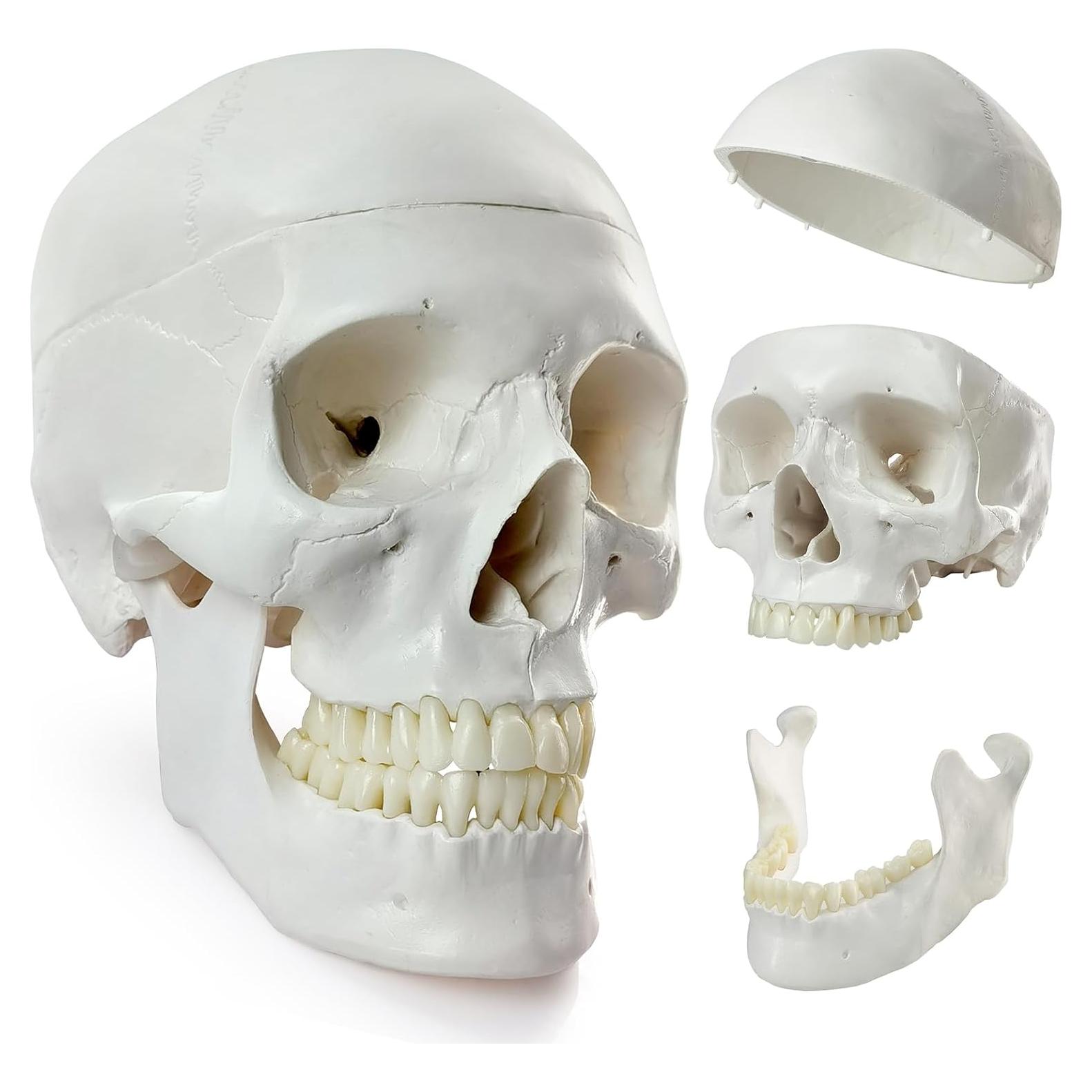 Modelo Anatómico de Cráneo Humano HADWYN 2025 Detallado