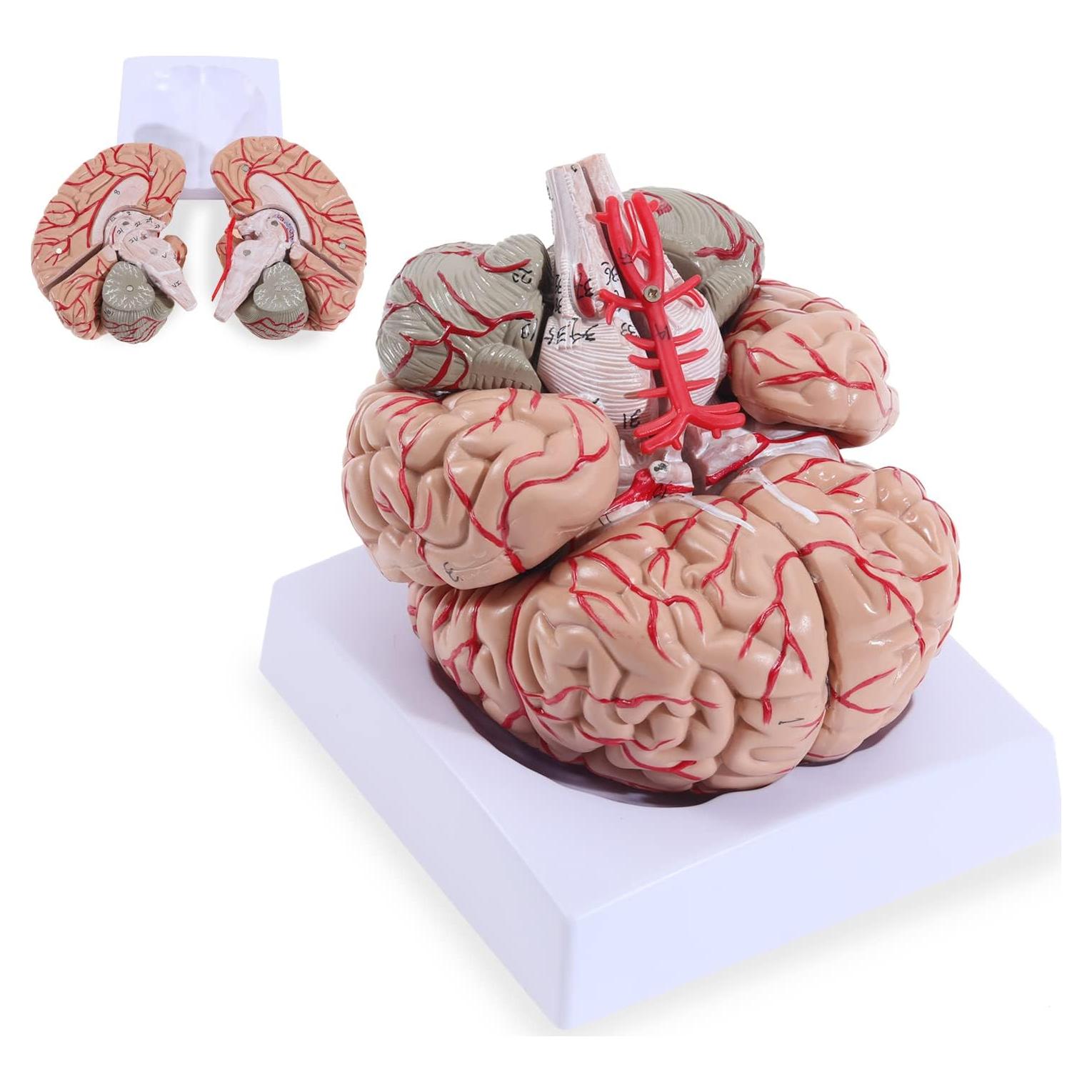 Modelo de Cerebro Humano LYOU 8 Partes PVC Educativo 13.97 cm