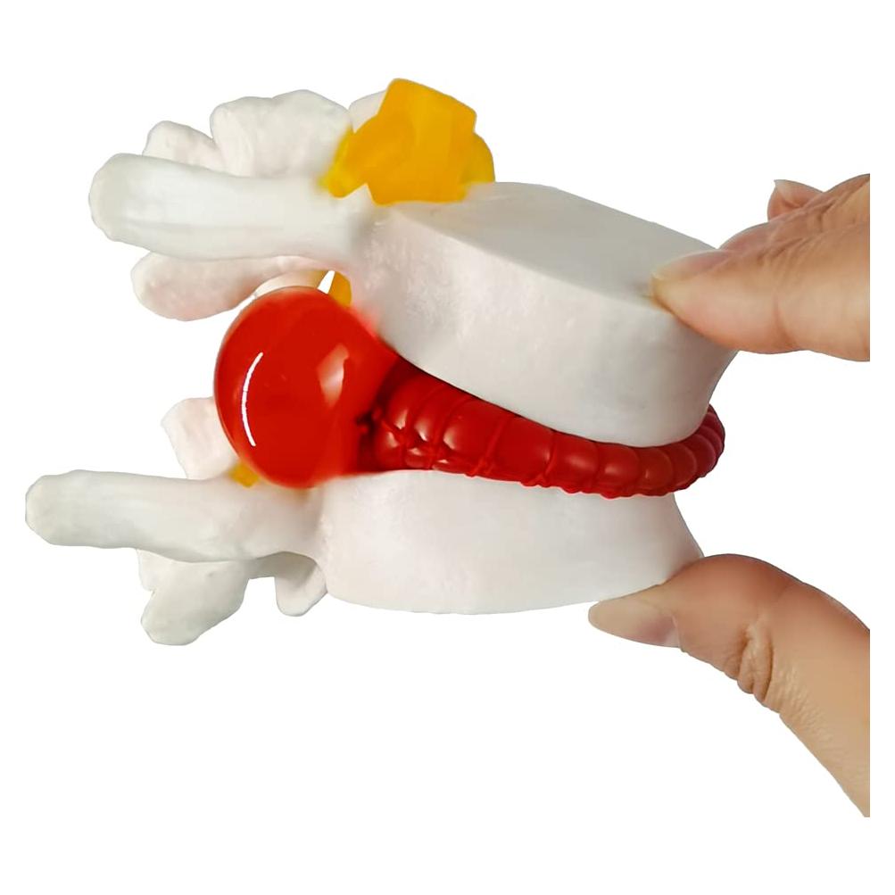 Modelo Anatómico de Columna Lumbar Humano NUEVO 2025 - PVC