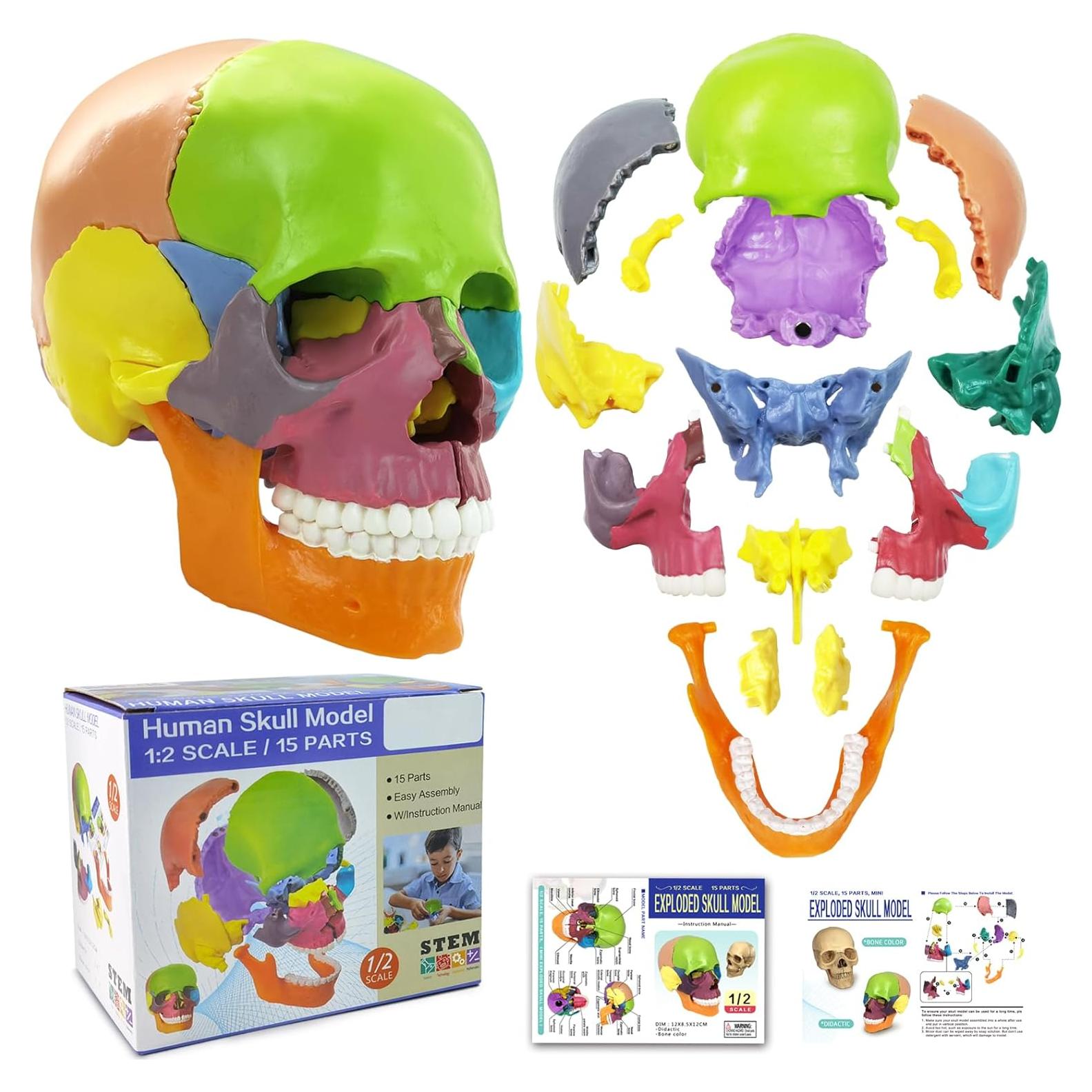 Modelo de Cráneo Humano 15 Piezas NUEVO HORIZONTE Colorido