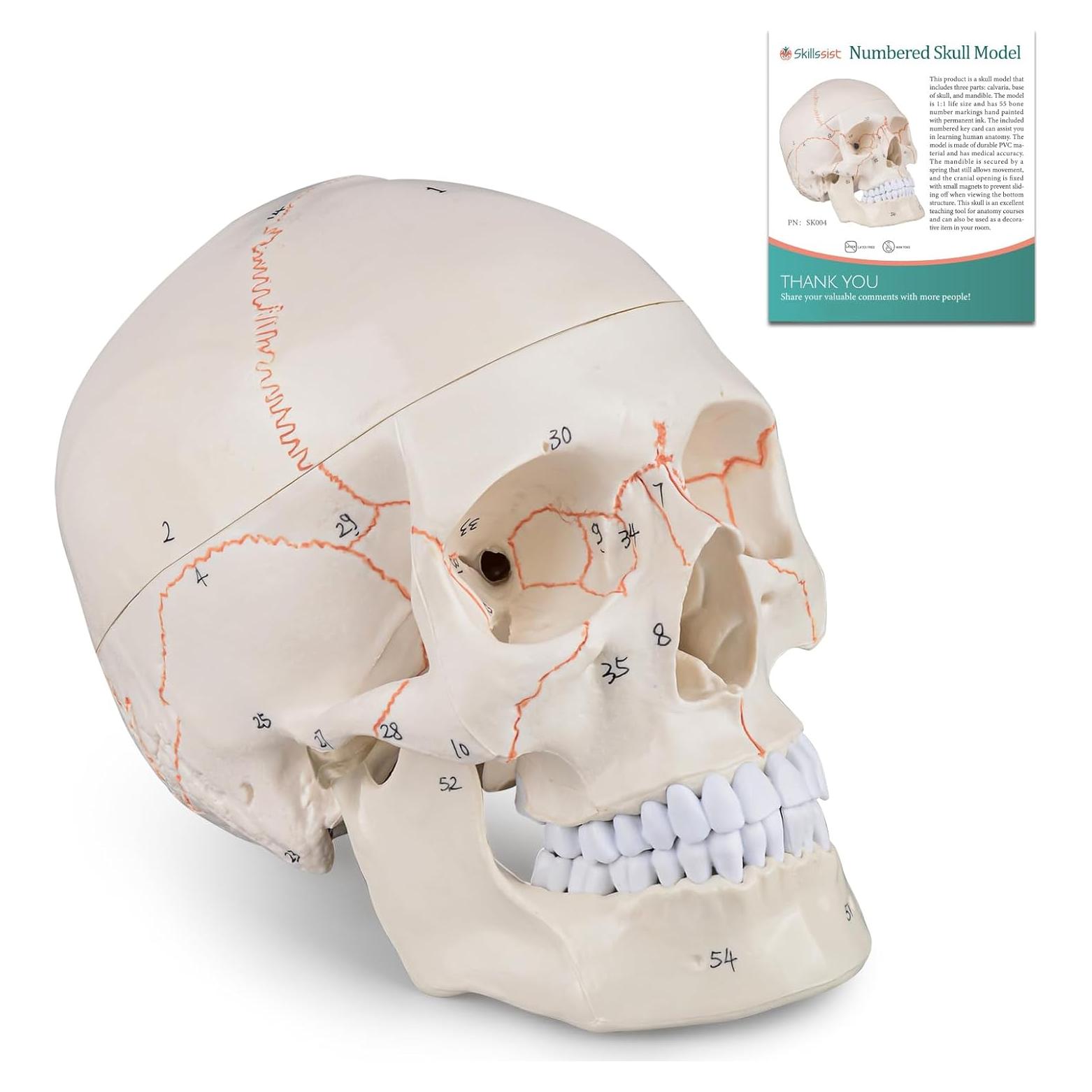 Modelo de Cráneo Humano Numerado Skillssist 1:1 3 Partes