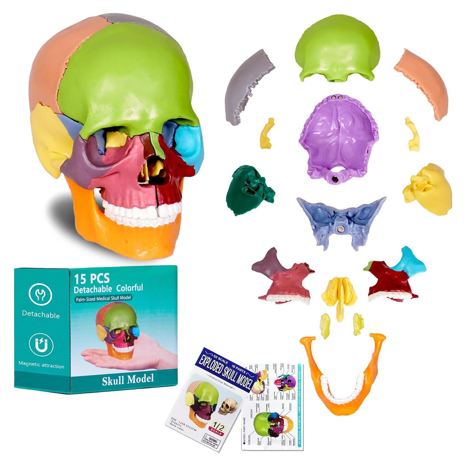 Modelo de Cráneo Humano Breesky 15 Partes Desmontable