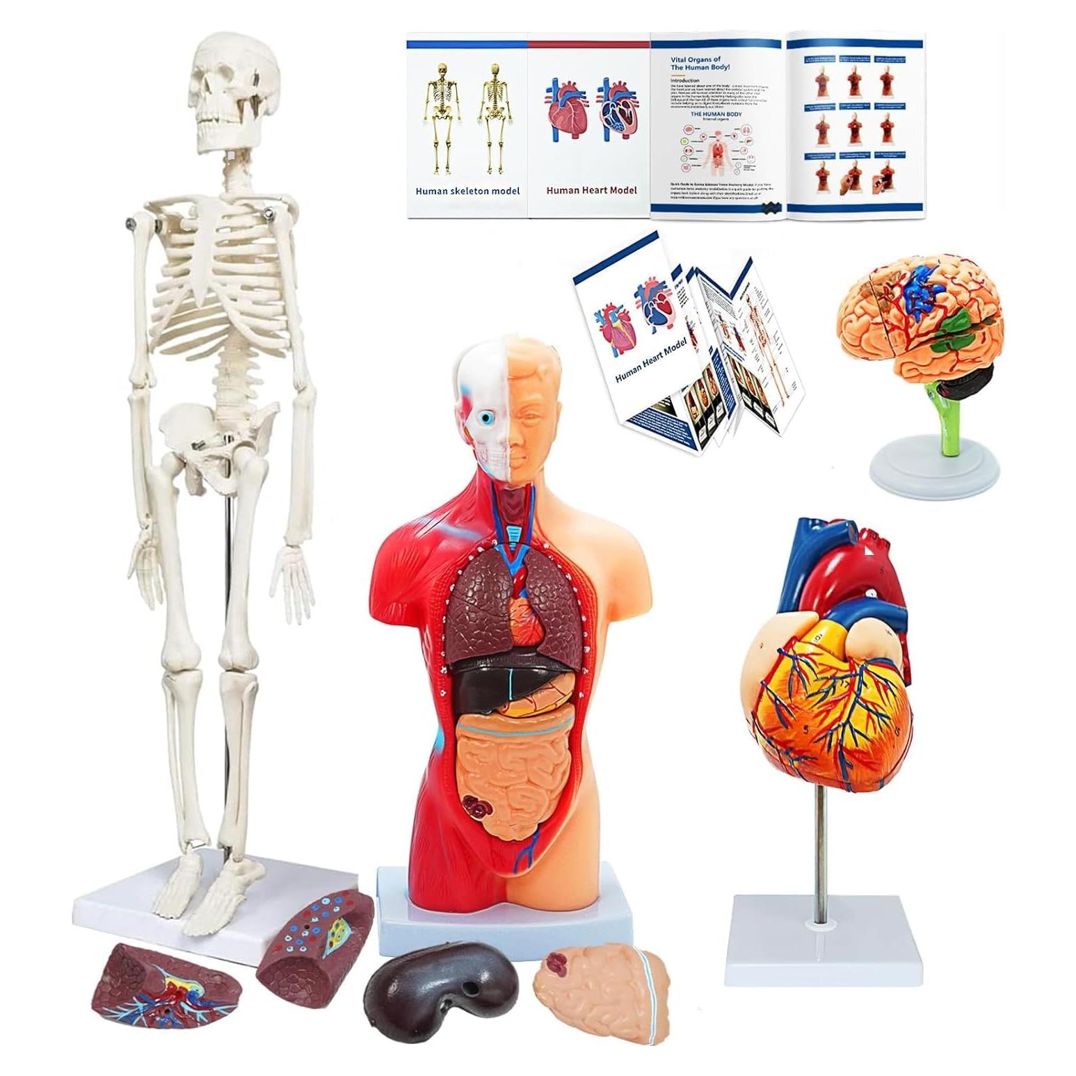 Kit de Modelos Anatómicos SFXYJ - Cuerpo Humano, Corazón, Cerebro, Esqueleto