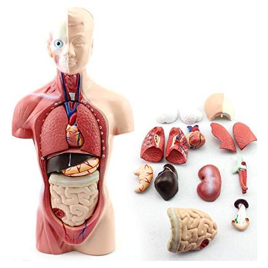 Modelo de Anatomía Torso Humano Masculino 28 cm PVC
