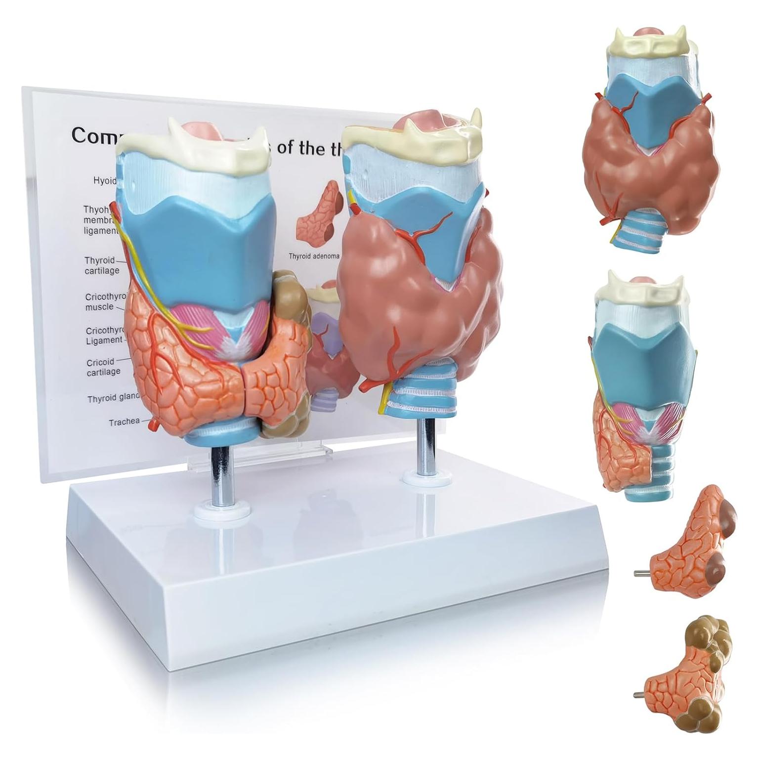 Modelo Anatómico de Tiroides Humana Evotech - 4 Partes