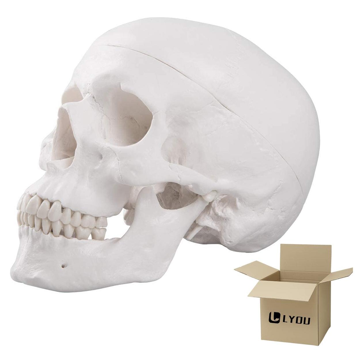 Modelo Anatómico de Cráneo Humano LYOU a Tamaño Real
