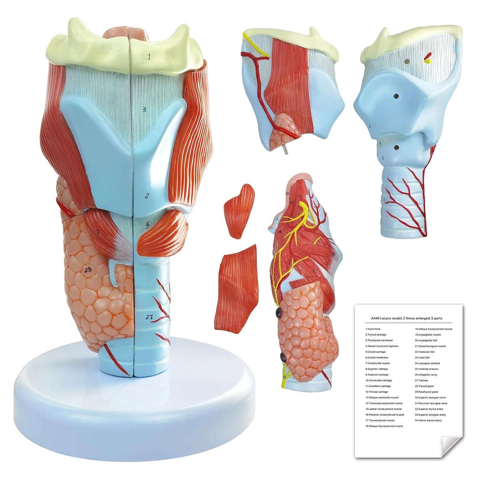 Modelo Anatómico de Laringe Humana Merinden 5 Piezas 2X