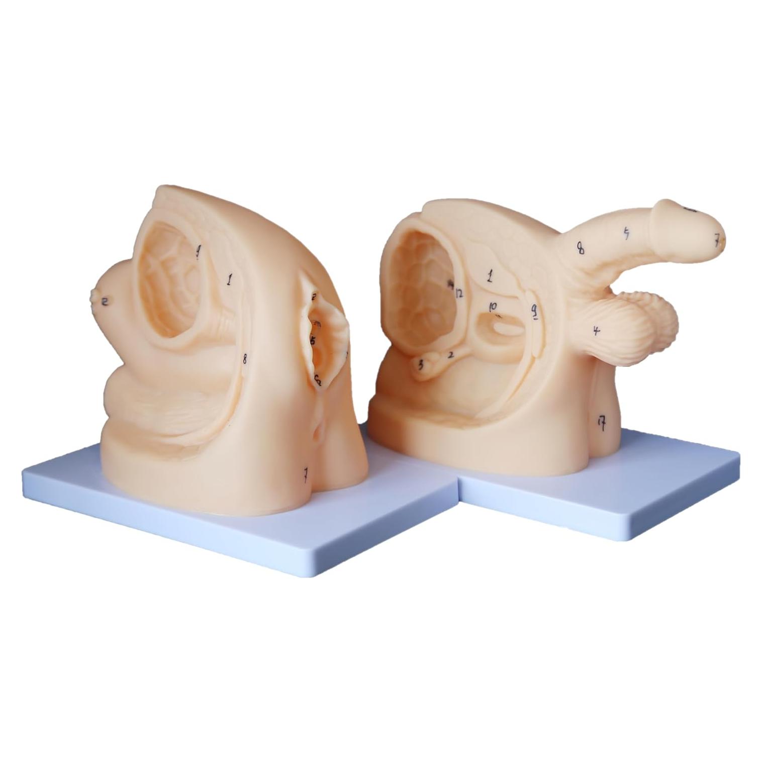 Modelo de Anatomía Genital Femenina y Masculina PVC 21 cm