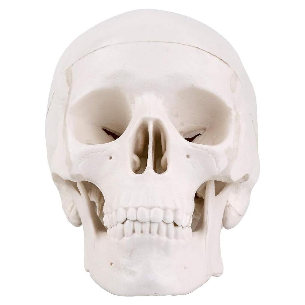 Modelo de Cráneo Mini RONTEN 10x8x10cm 3 Piezas Anatomía